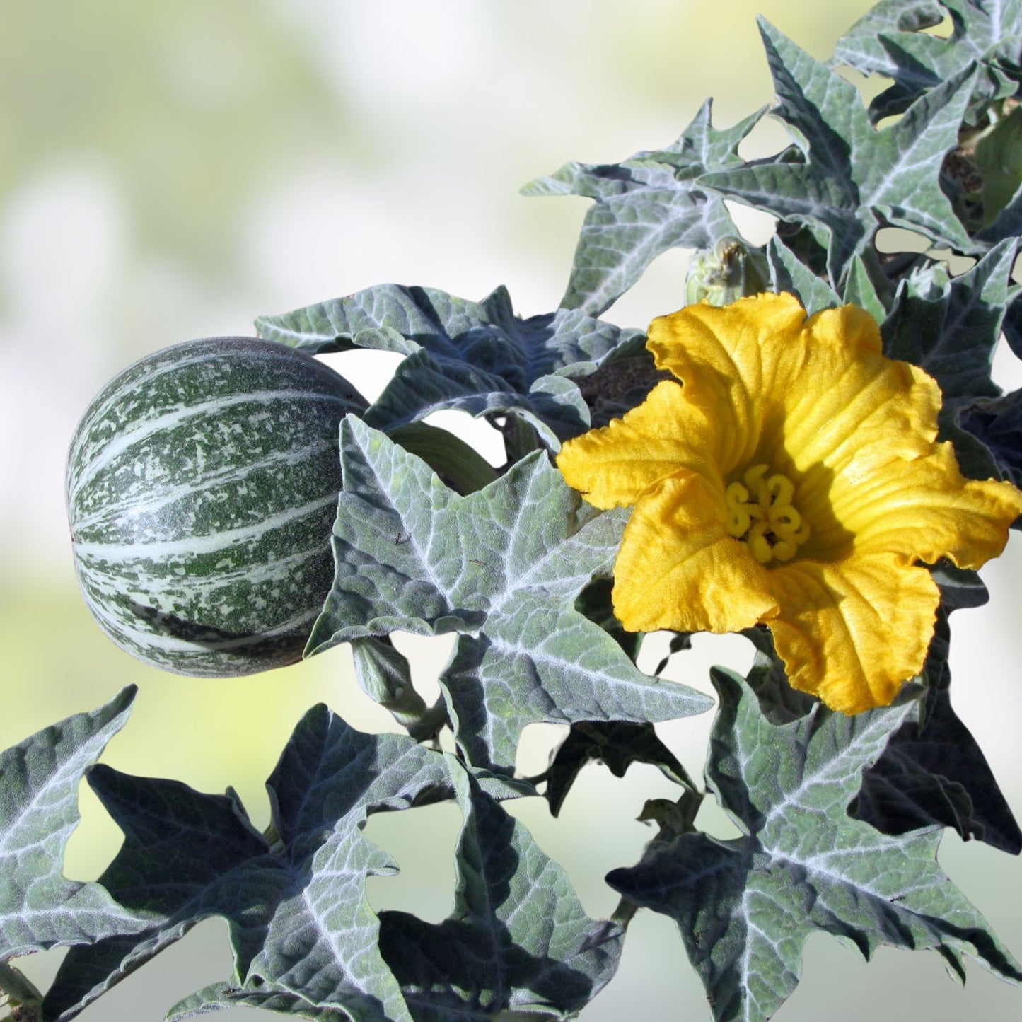 Coyote Melon Seeds 10 Pack - Bright Striped Non-Edible Fruit - Cucumis Pilosus Rare Seeds for Garden Planting