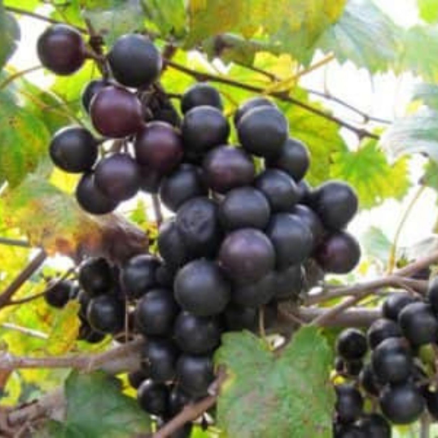Organic Muscadine Grape Cuttings 20 Pack Black Noble & Bronze Carlos Vitis rotundifolia for Home Garden Planting
