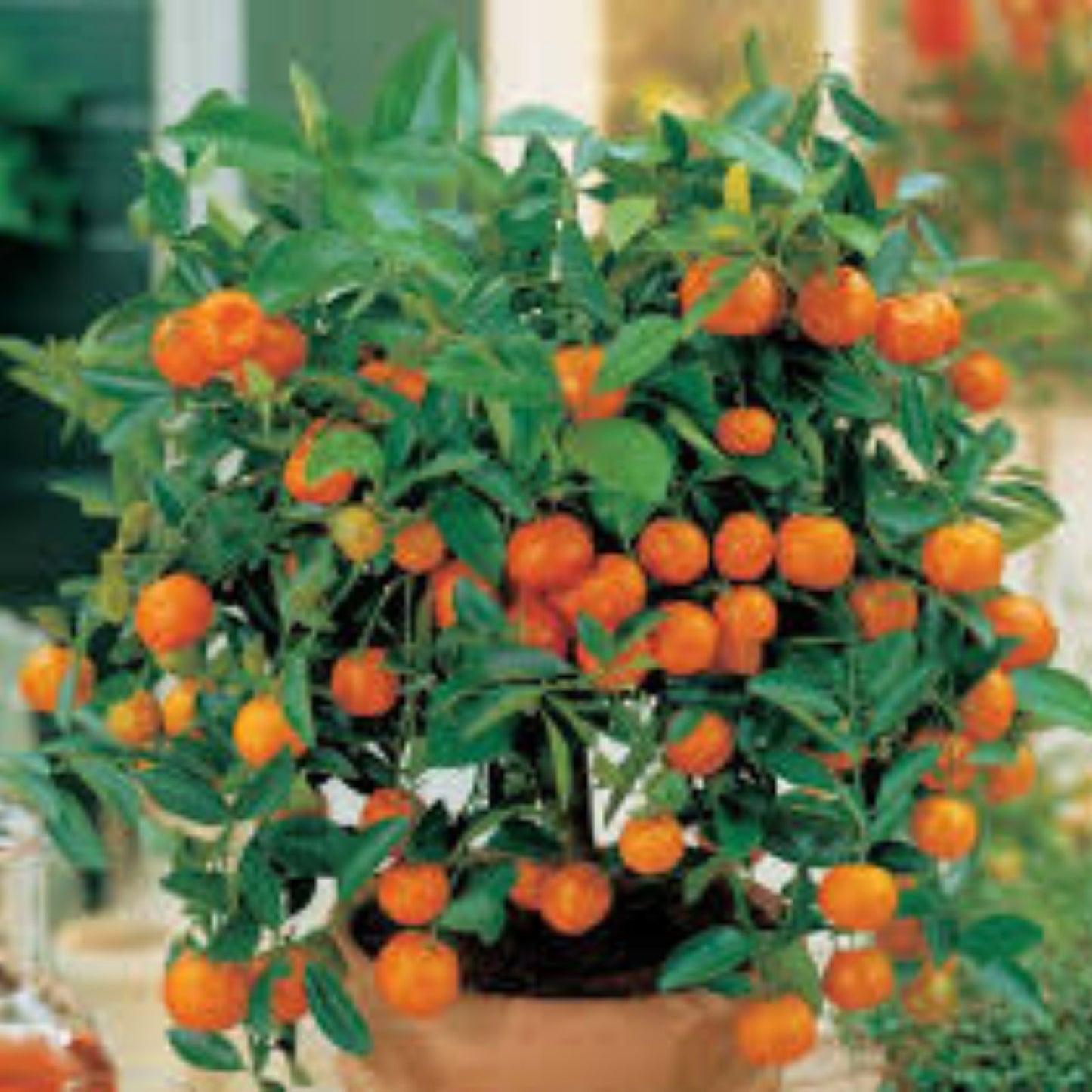 Dwarf Orange Bonsai Tree Seeds – 20 Seeds – Citrus reticulata – Indoor Gardening, Miniature Fruit Tree, Citrus Plant Seeds