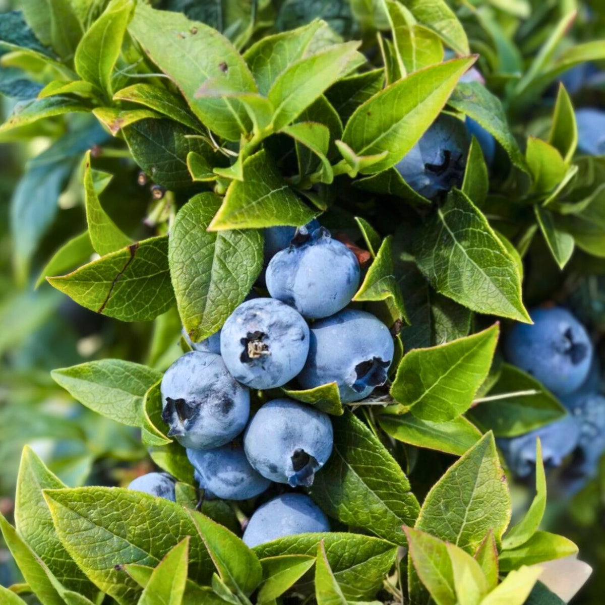 Dwarf Blueberry Bush Plant - 4-6" Tophat Variety - Vaccinium angustifolium - Starter Edible Fruit Bush for Container Gardening