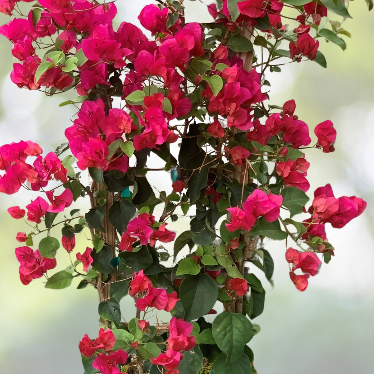 Bougainvillea Houseplant 5in Pot Pink Fuchsia Tropical Plant Bougainvillea Glabra Paper Flower Flor de Papel