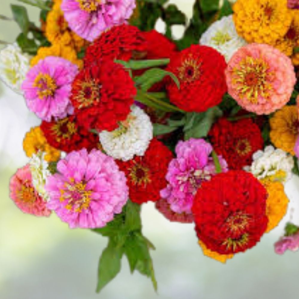 Blushing Bride Zinnia Seeds 100 Pack Organic Mix USA Grown Zinnia Elegans Flower Garden