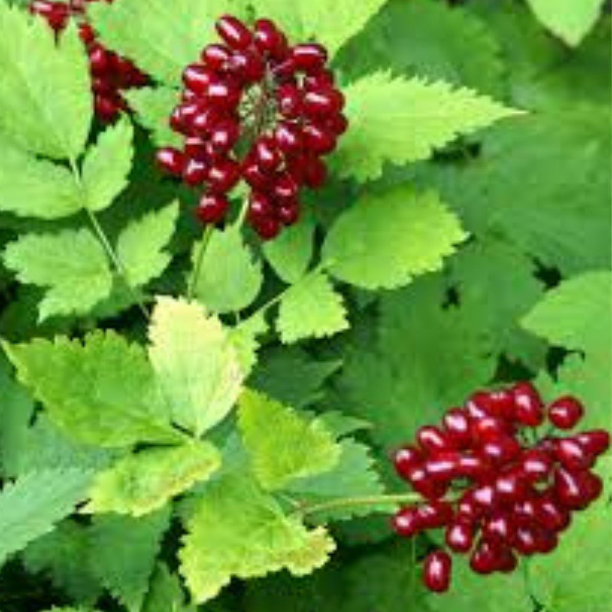 Red Baneberry Seeds 50 Pack, Actaea rubra, Native Perennial Wildflower, Shade Tolerant, Edible Berries, Planting Seeds