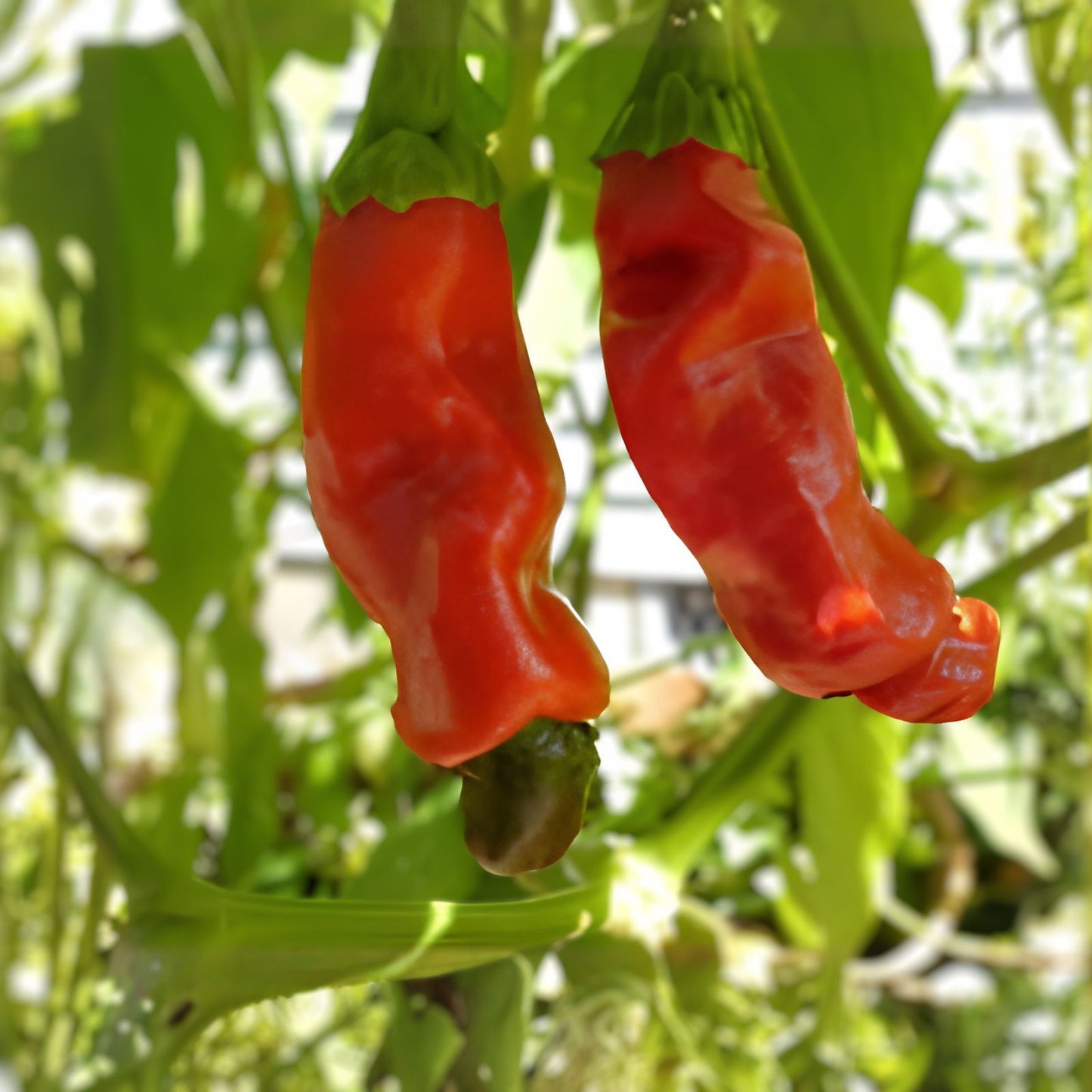 Peter Red Chili Peppers Live Plant Capsicum annuum Spicy Starter Cutting for Cooking Garden