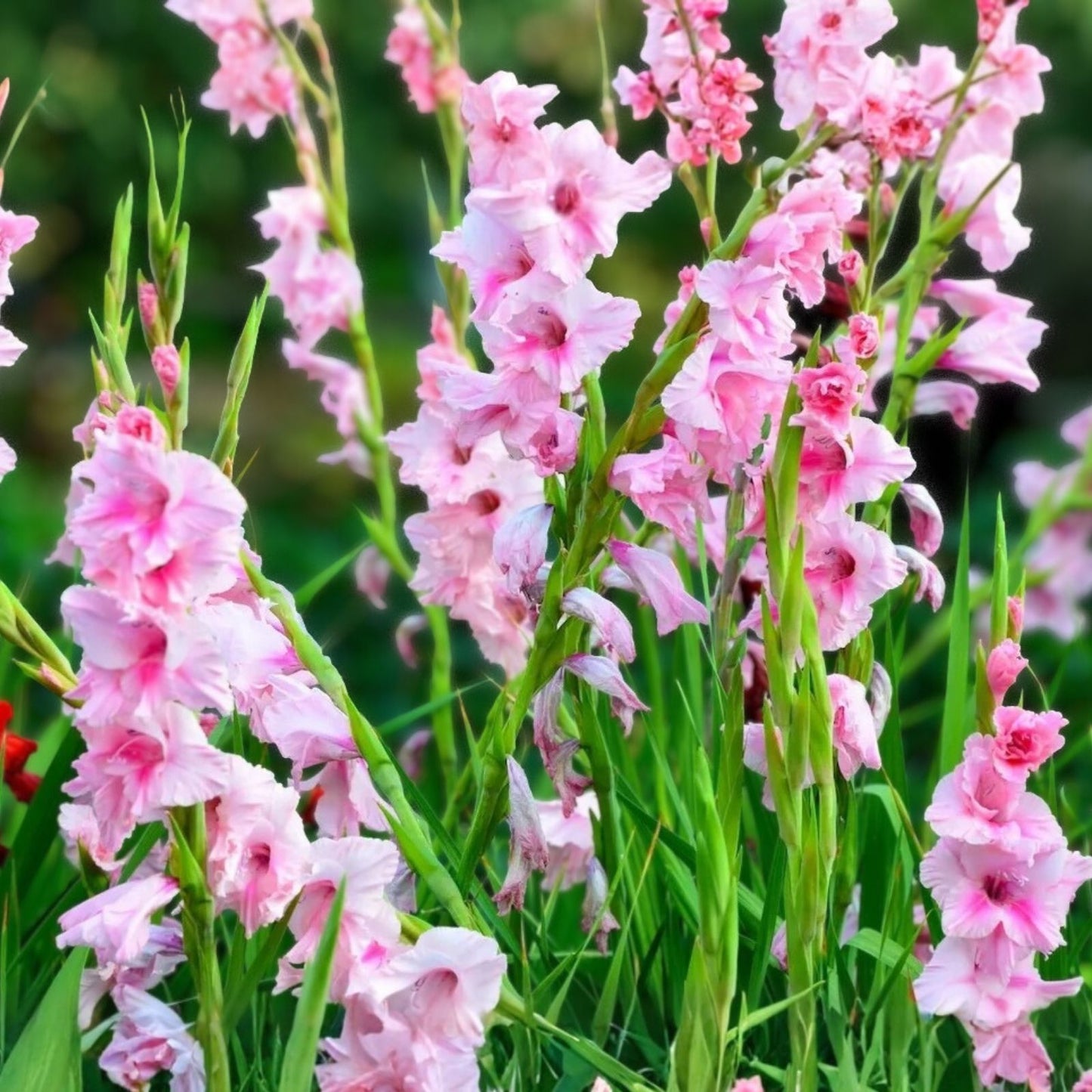 Gladiolus Bulbs 5-Pack Pastel Mix Pink Purple White Deer-Resistant Cut Flowers Gladiolus spp.