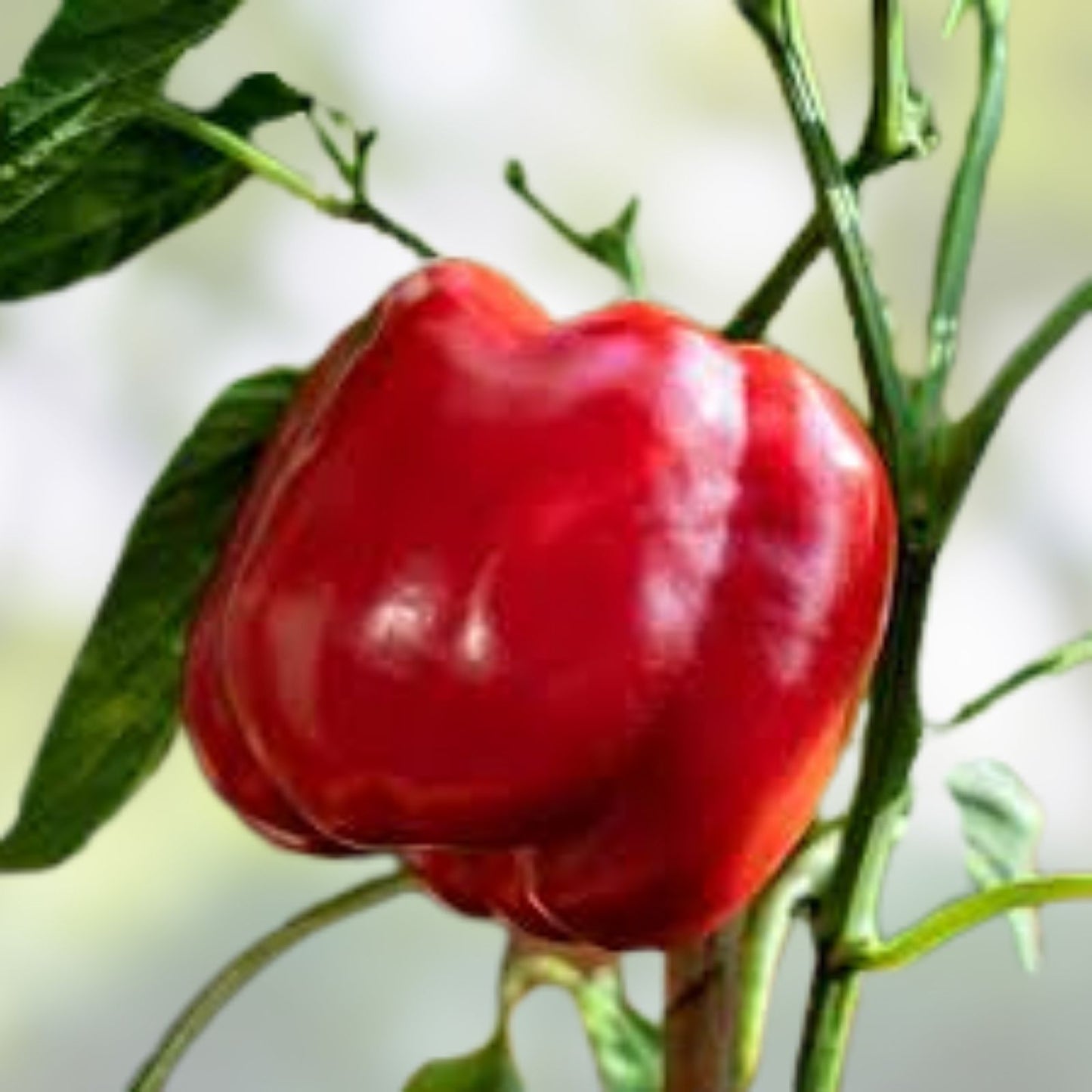 Sweet Pepper Seeds 100 Count Pretty N Sweet Variety Capsicum annuum Non-California Shipping