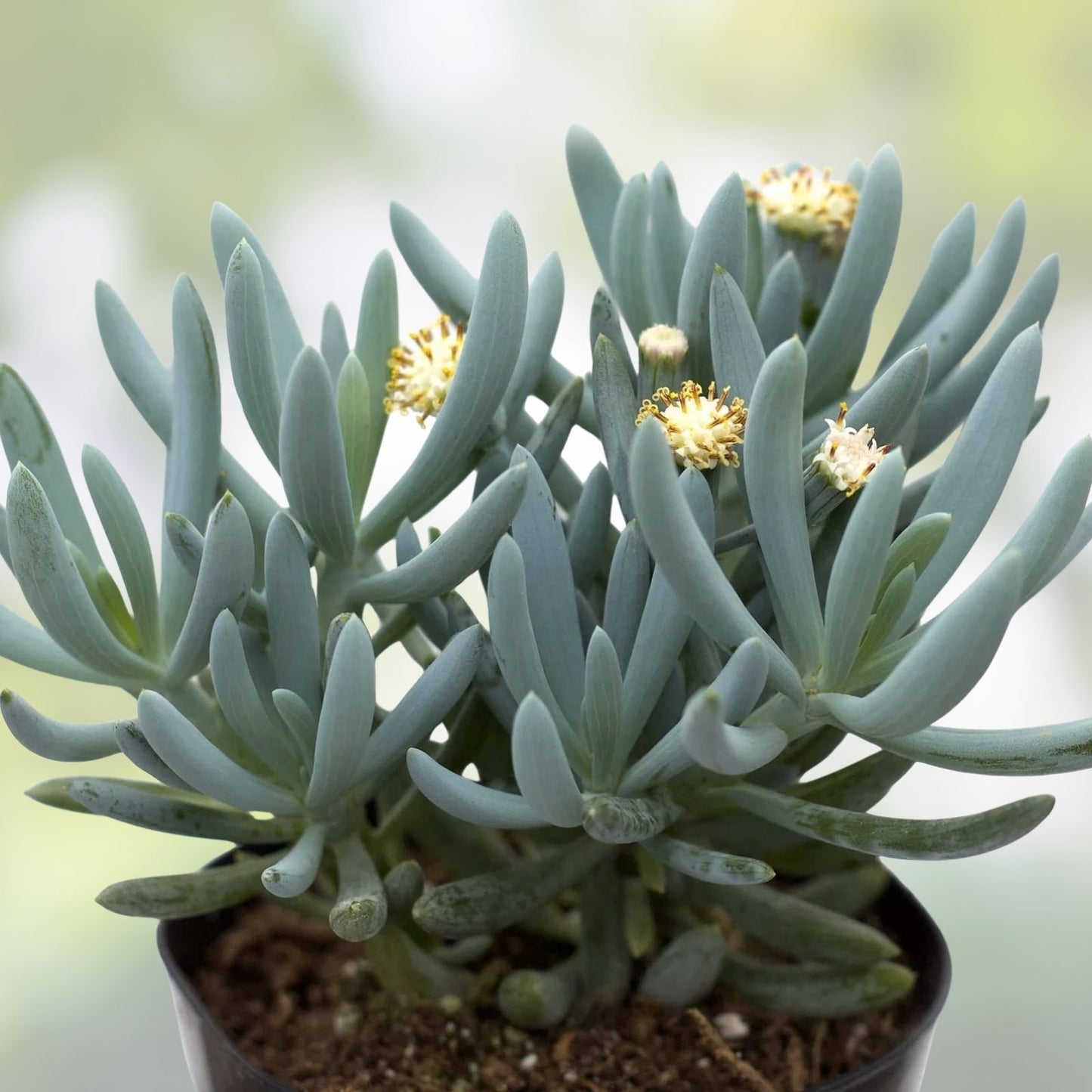 Blue Chalk Sticks Succulent Cutting - Live Plant, Easy Care, Rare Senecio mandraliscae, Blue Gray Foliage, Indoor & Outdoor Plant