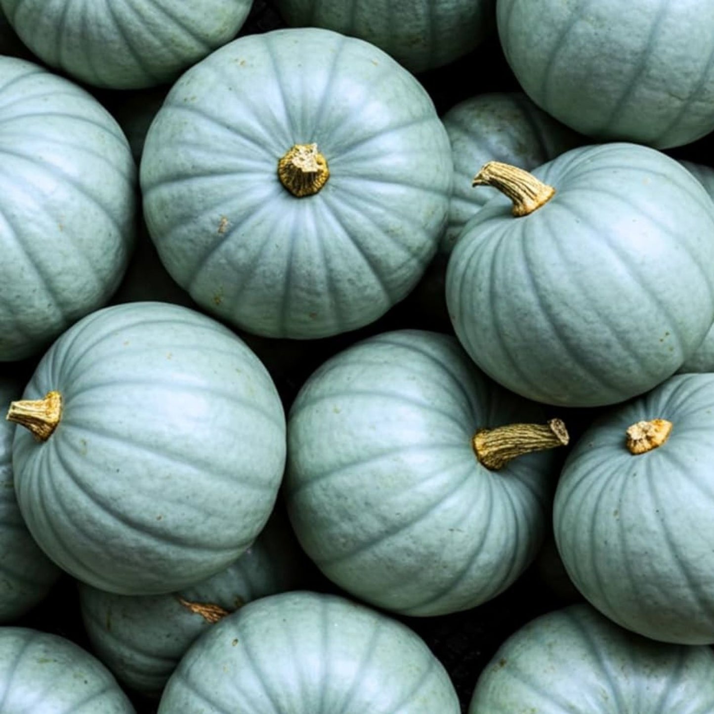 Jarrahdale Blue Pumpkin Seeds 20 Pack | Cucurbita Maxima Heirloom Variety for Fall Decor & Cooking