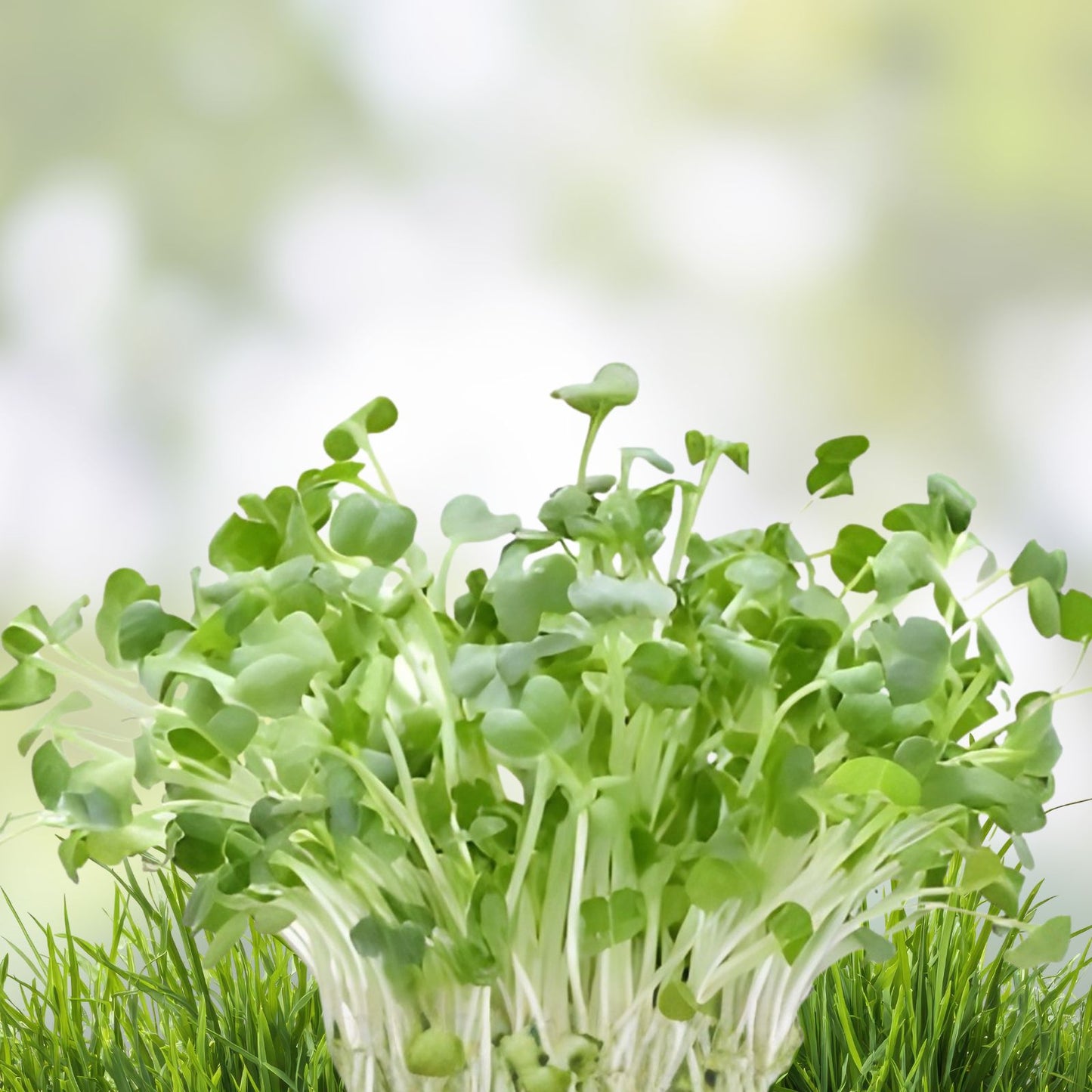 250 Alfalfa Microgreen Seeds for Healthy Growth - Non-GMO Organic Microgreens - Medicago sativa