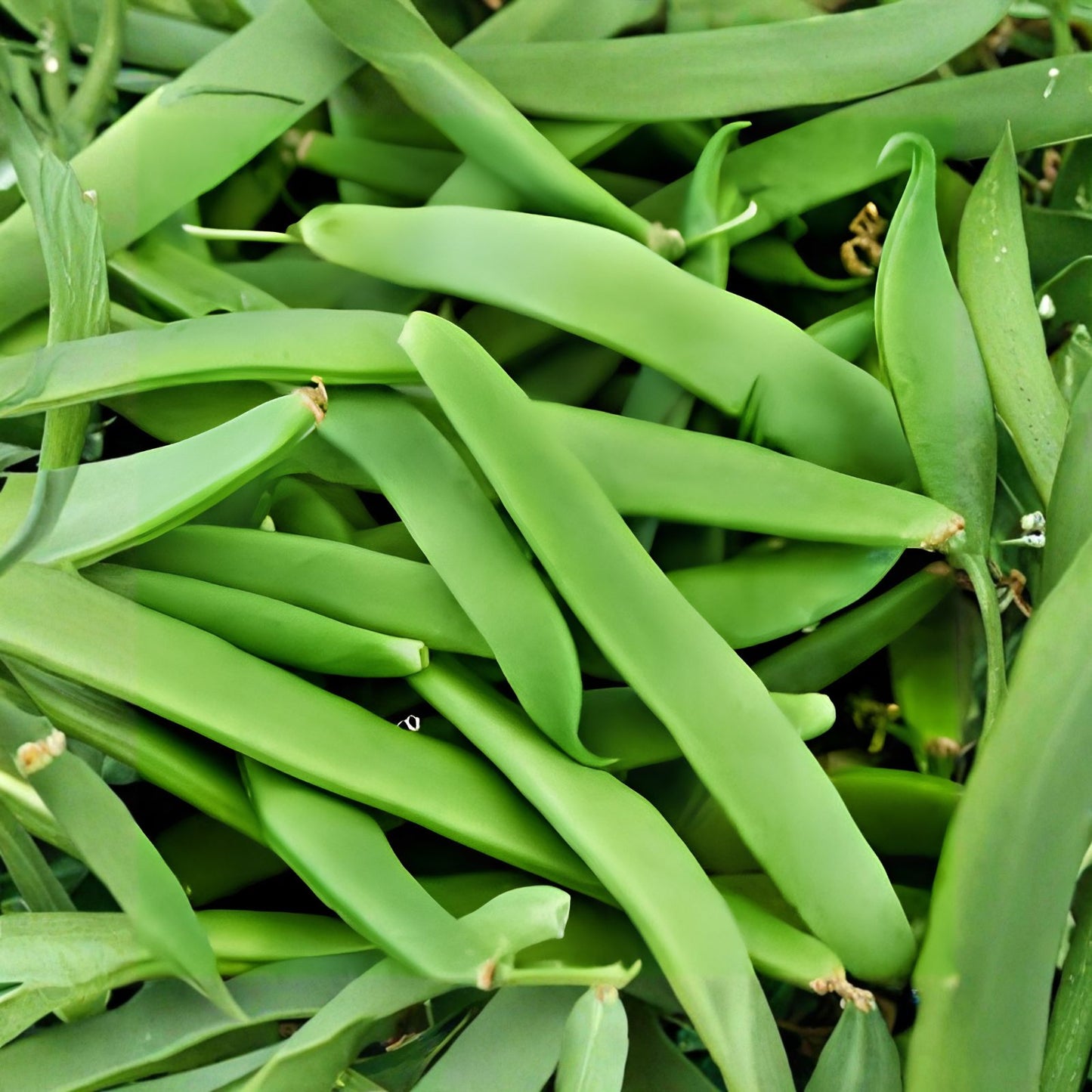 Romano Pole Bean Seeds 20 Pack Qing Bian Edible Green Beans Phaseolus vulgaris Starter Plants Gardening Supplies