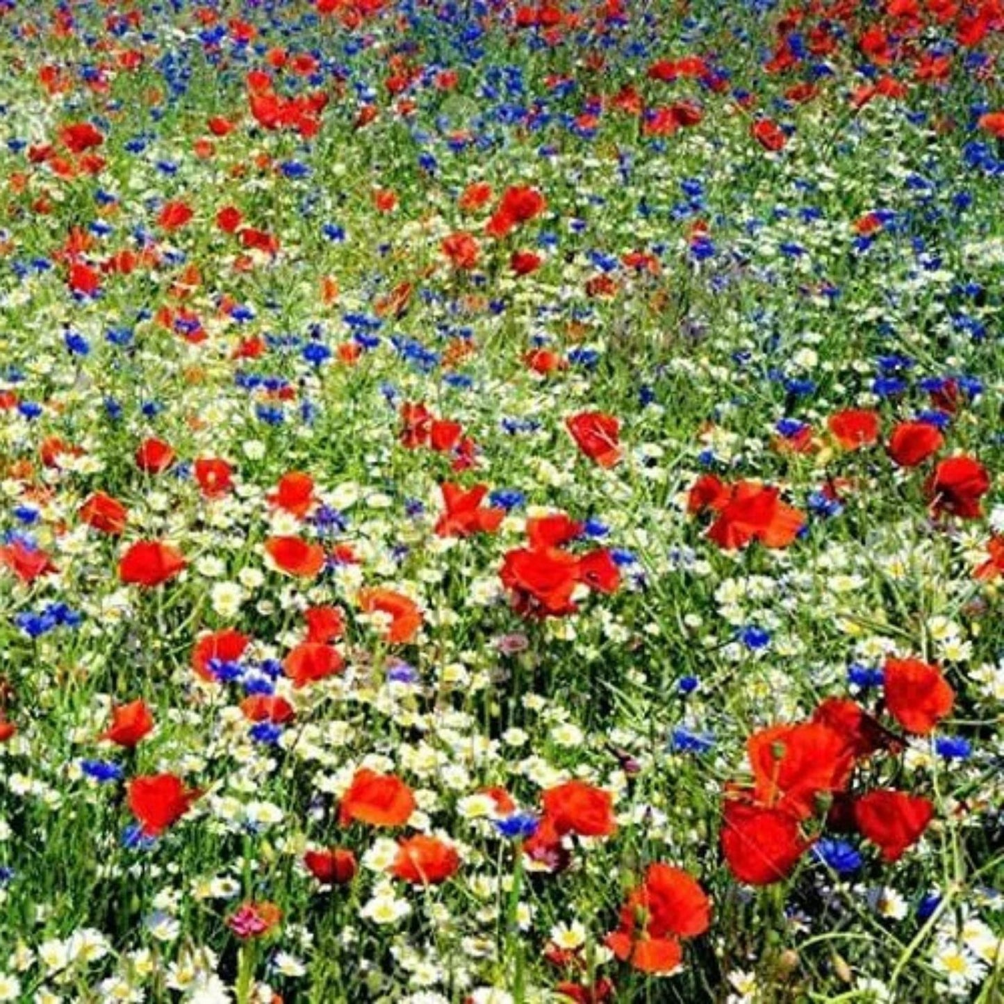 Wildflower Seed Mix 200 Seeds - Red, White, Blue Native American Varieties for Pollinator Gardens