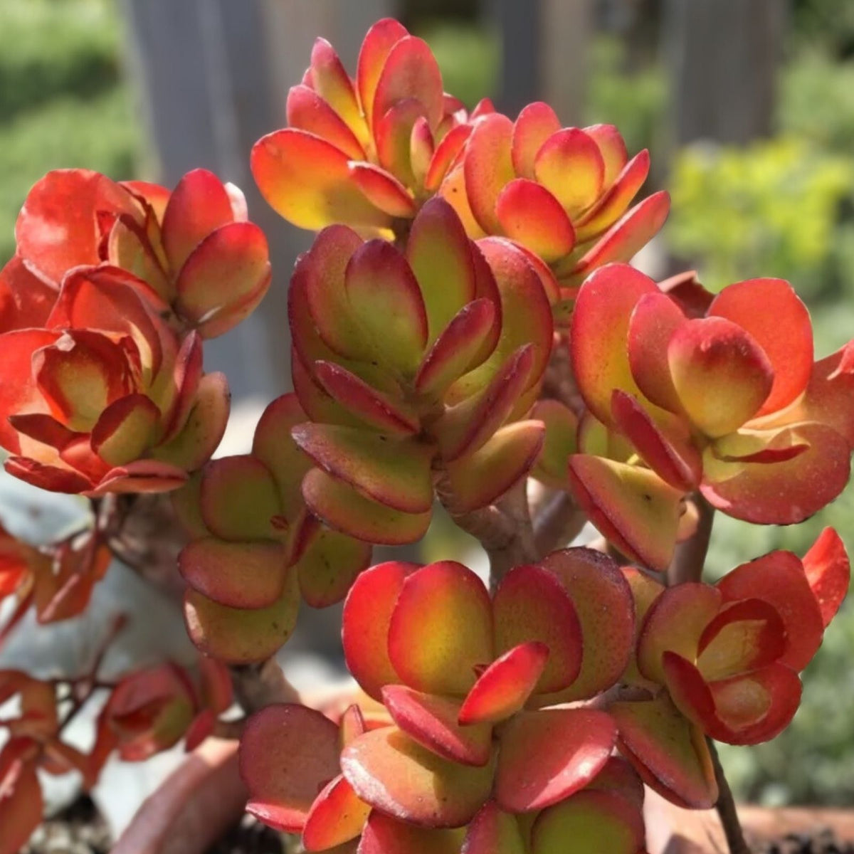 Rare Red Akai Jade Succulent 8-10” Bare Rooted Crassula Ovata Bonsai Tree