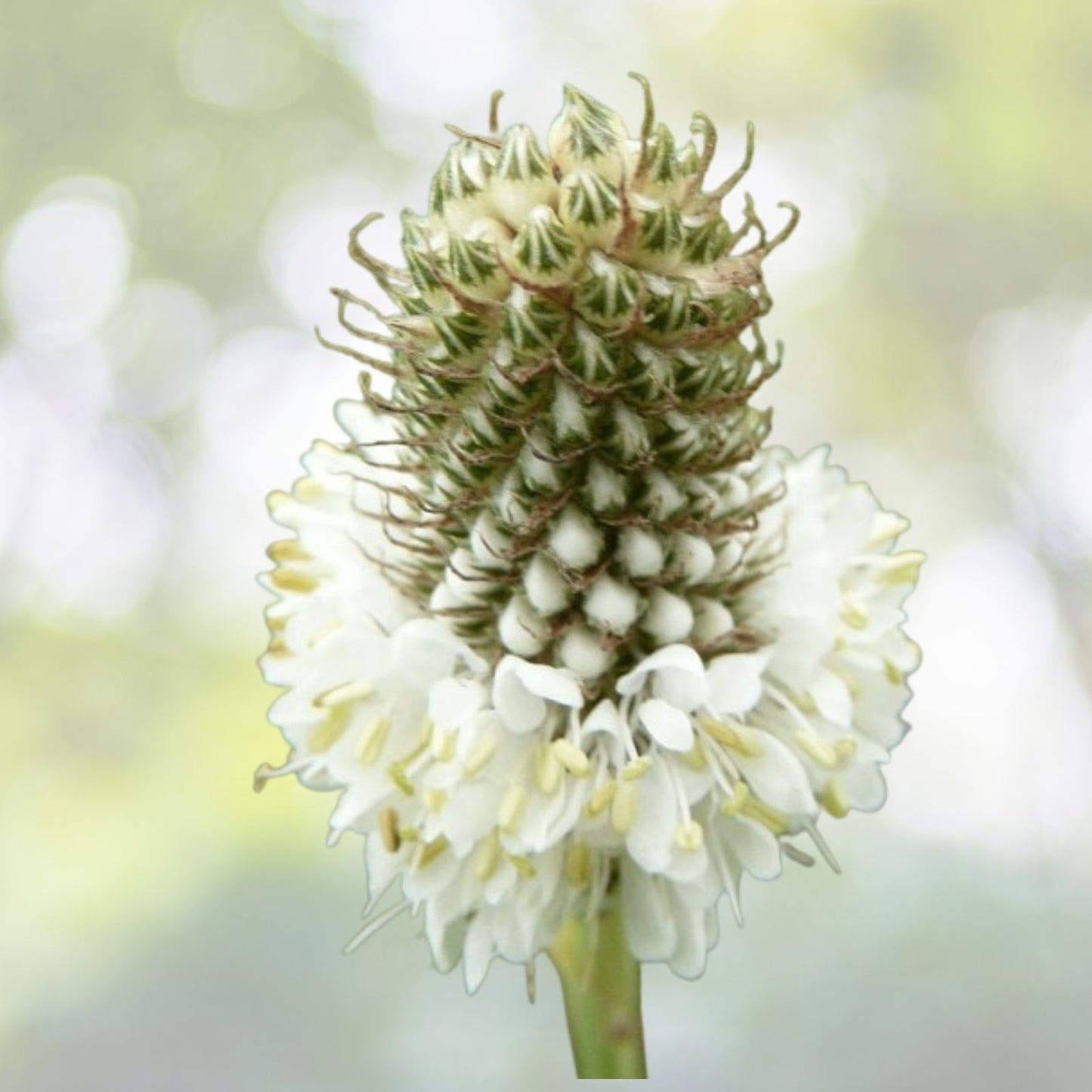 Organic White Clover Seeds - 100+ Count - Dalea candida - Non-GMO, Eco-Friendly Gardening Supplies