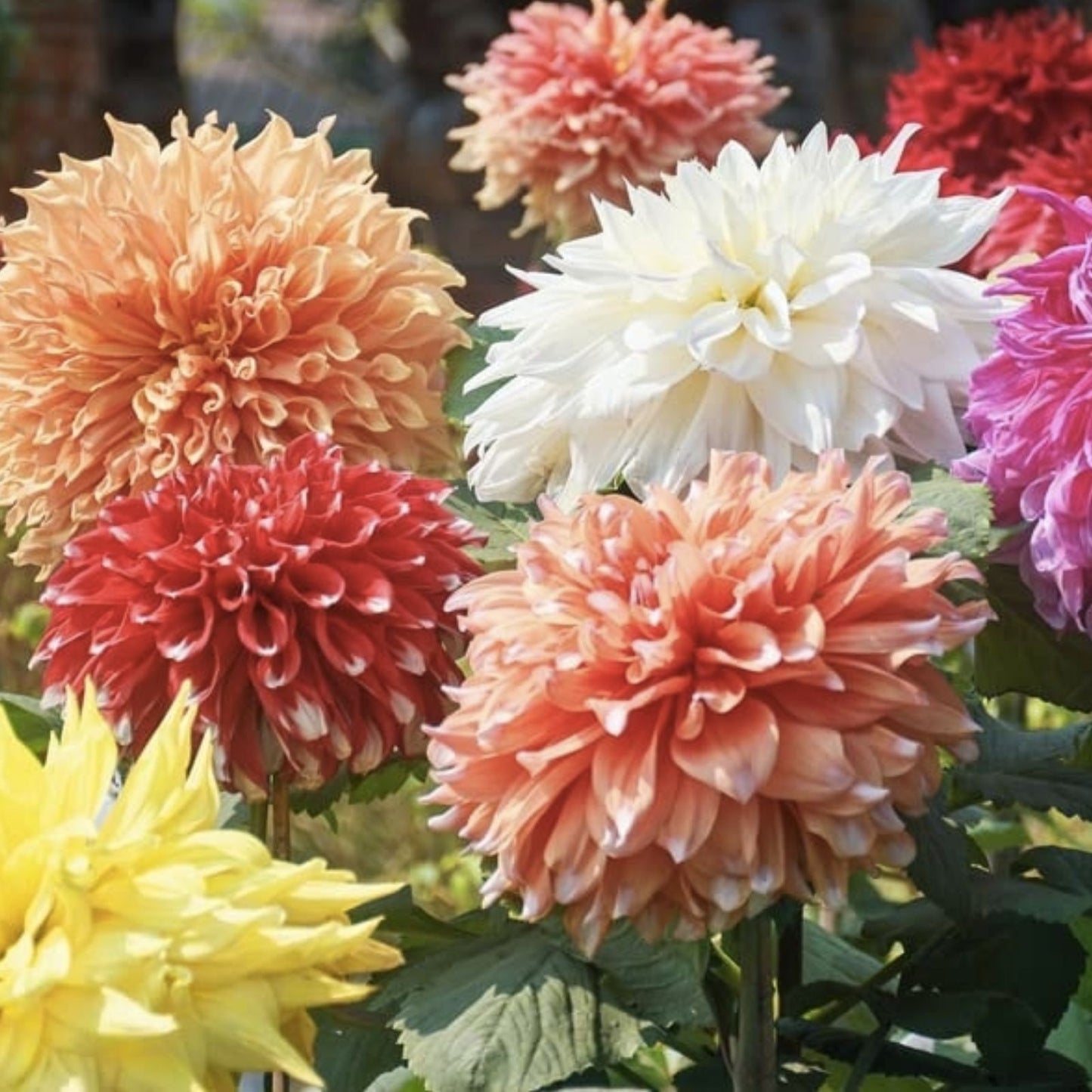 Dahlia Seeds - 50+ Mixed Color Pack - Garden Flower Seeds - Made in USA - Ships from Iowa