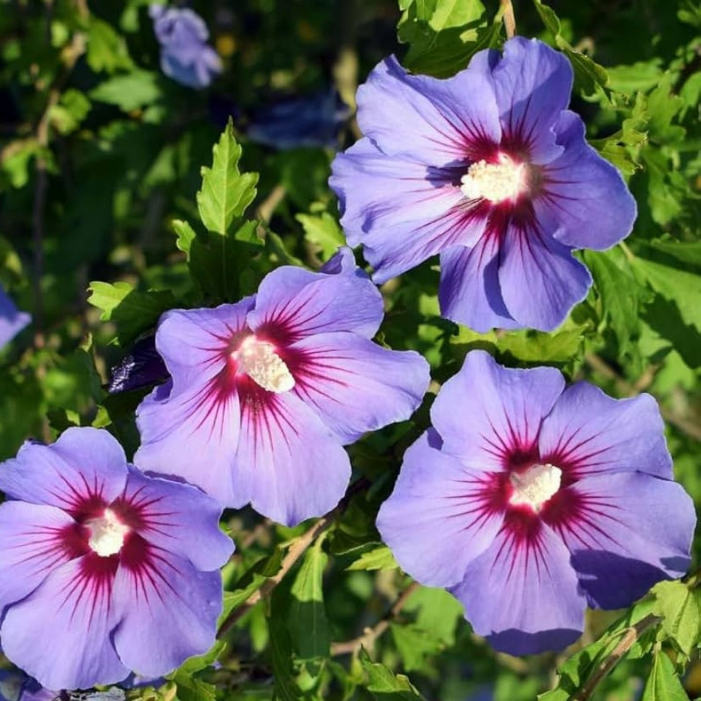 Rose of Sharon Plant 24-36" Mixed Colors Hibiscus syriacus 2-3 Year Old Shrub, Ornamental Flowering Plant