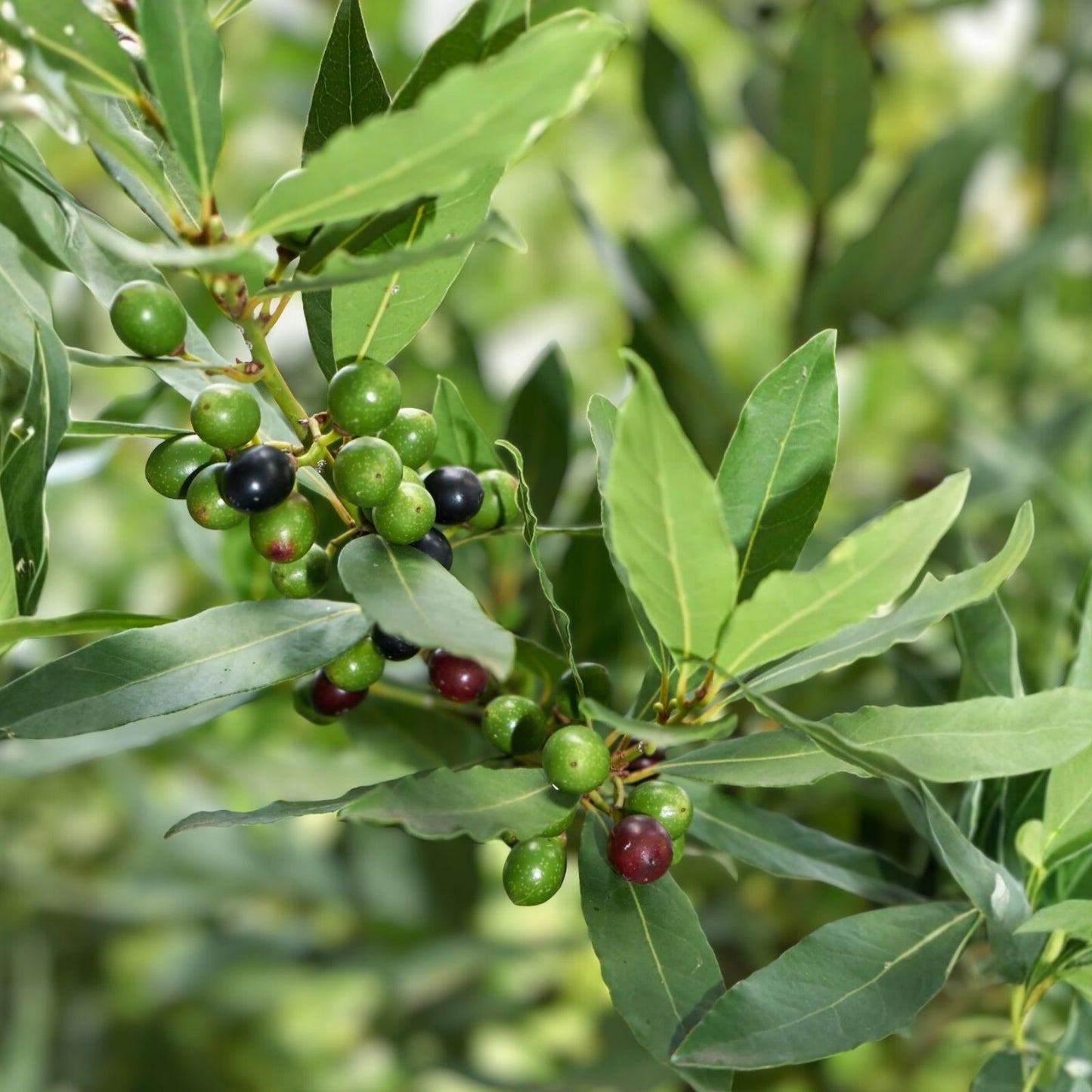 Bay Laurel Tree Cuttings - 10 Stem Propagation Set - Culinary Herb - Bay Leaf (Laurus nobilis)