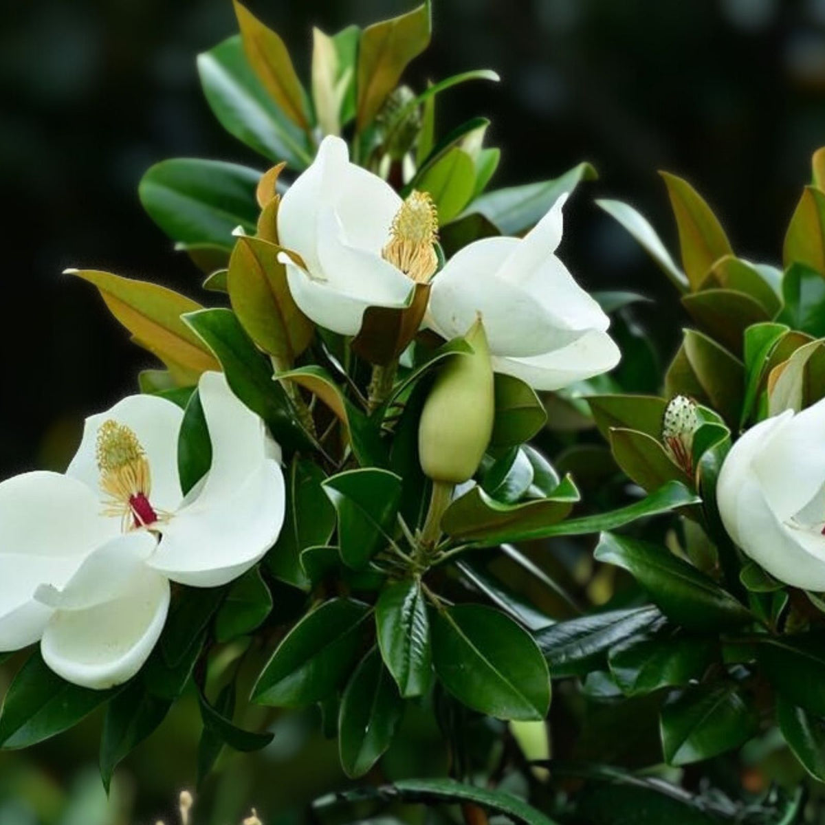 Southern Magnolia Trees 6-Pack, 10-Inch Live Plants, Magnolia grandiflora, Ornamental Evergreen, Shade Tree, Garden Landscape