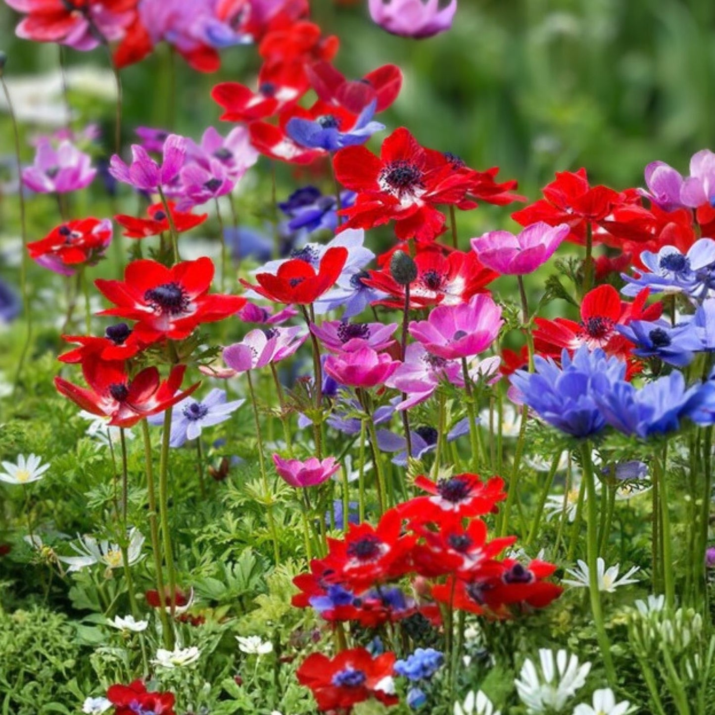 Anemone Flower Bulbs 5-Pack, Dutch Windflowers Mix, White Pink Red Blue, Anemone coronaria, Spring Blooming Garden Bulbs