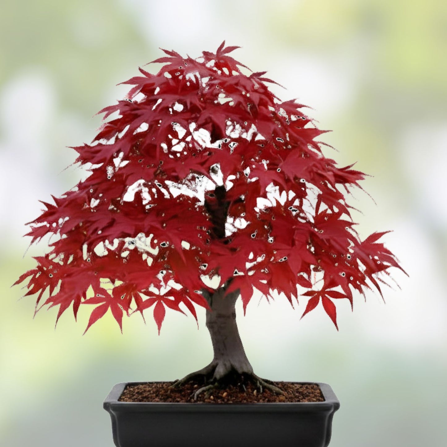 Japanese Red Maple Bonsai Seeds, Acer palmatum, Live Plant Starter, Indoor Decorative Tree Seeds, Bonsai Cultivation
