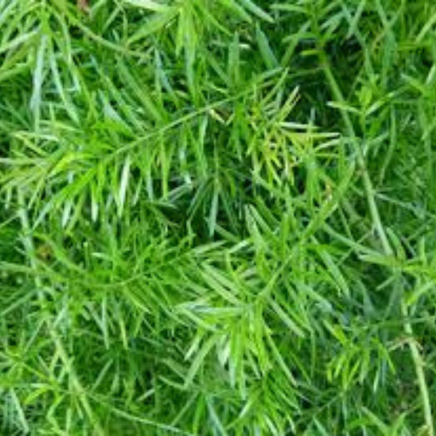 Emerald Fern Seeds for Planting – 6 Seeds, Foxtail Fern, Asparagus sprengeri, Indoor/Outdoor Garden Plant