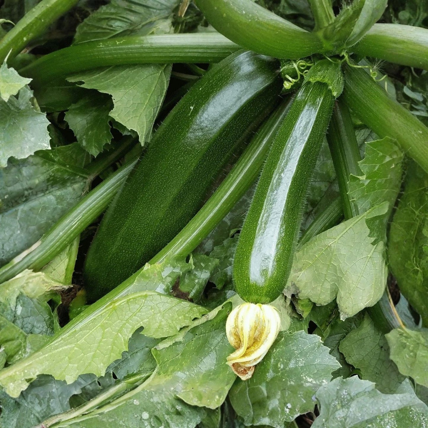 Heirloom Zucchini Seeds 500+ Non-GMO Dark Green Squash Cucurbita pepo for Gardening, Vegetables, Organic Planting
