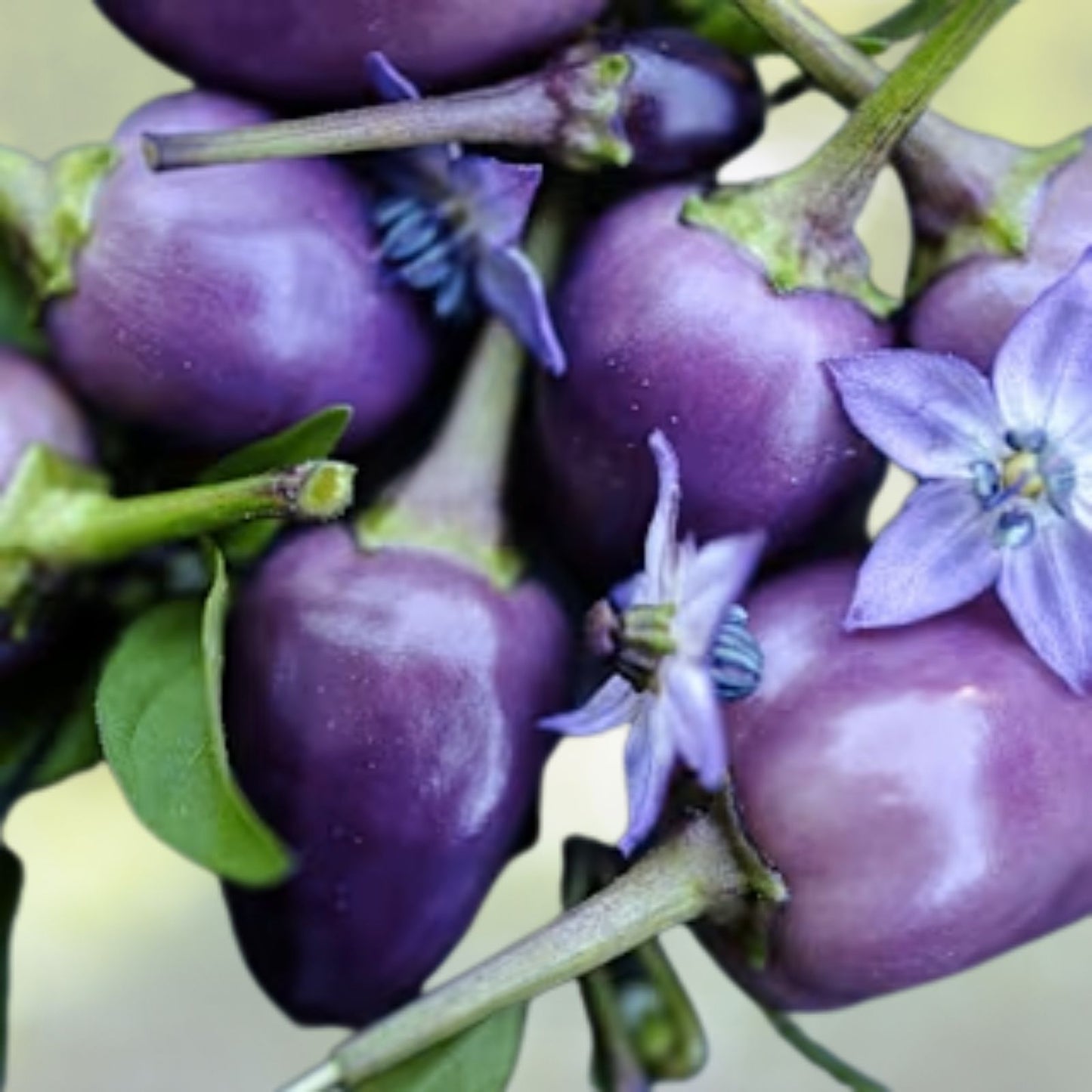 Blue Dream Pepper Bush Seeds - Filius Blue Variety - Capsicum annuum - 50+ Seeds with Free Shipping