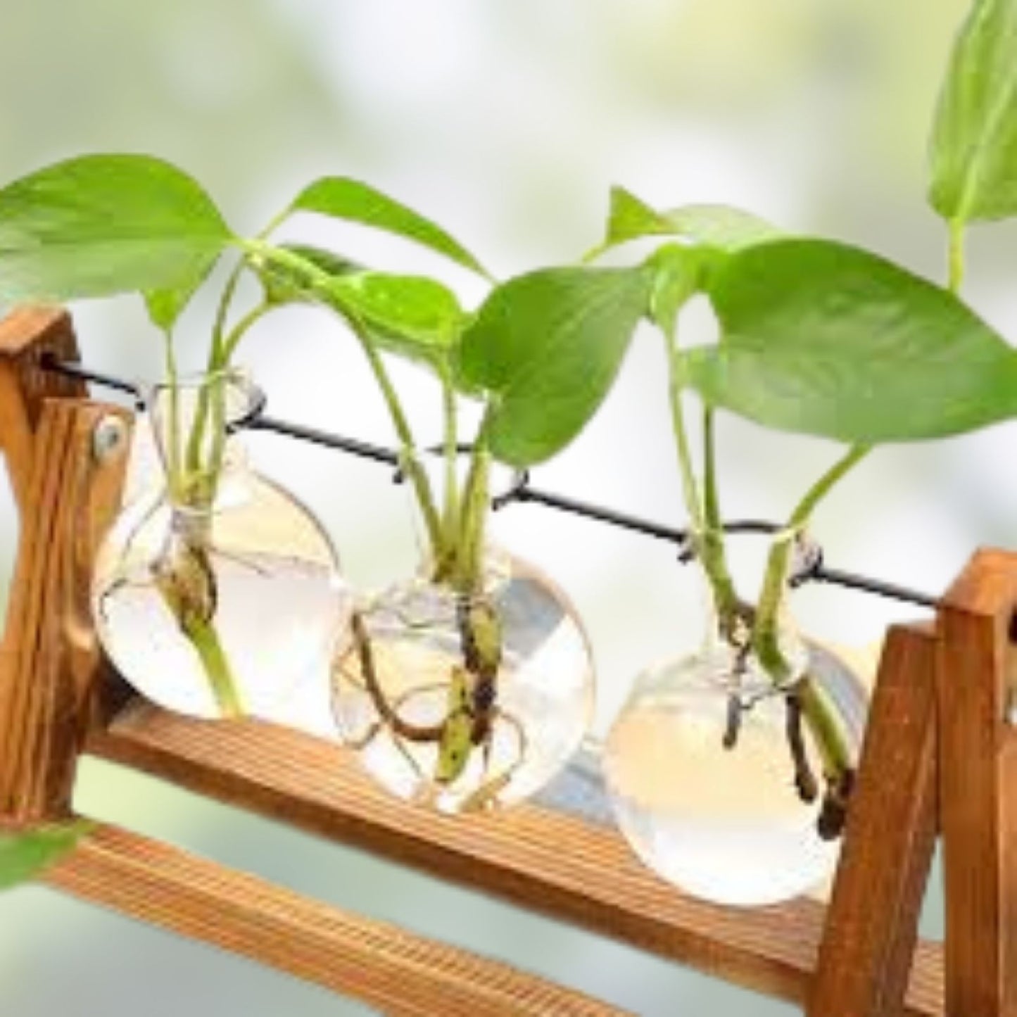 Terrarium Planter with Wooden Stand, Clear Air Plant Bulb, Green XXXFLOWER Indoor Garden Decor