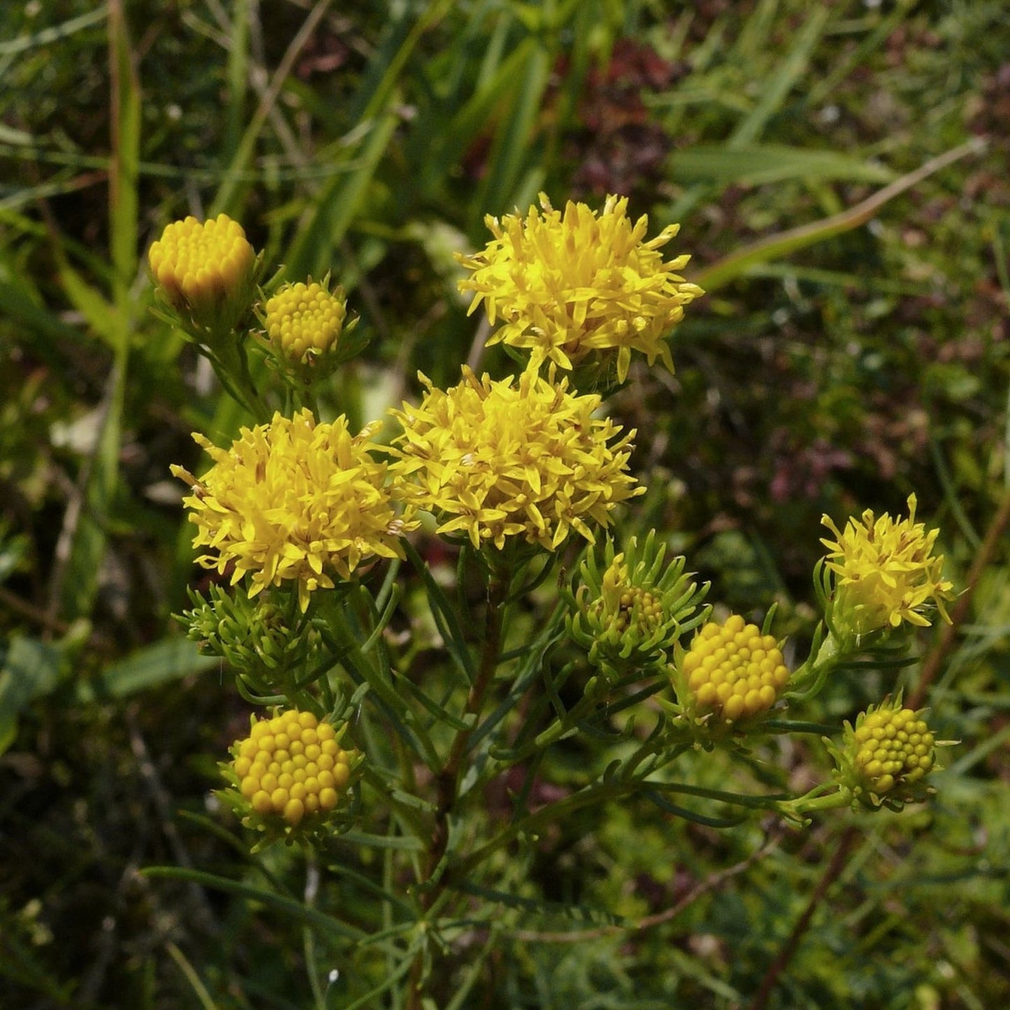Goldilocks Aster Flower Seeds 20 Pack - Yellow, Aster linosyris, Starwort for Planting, Perennial Garden Flower Seeds