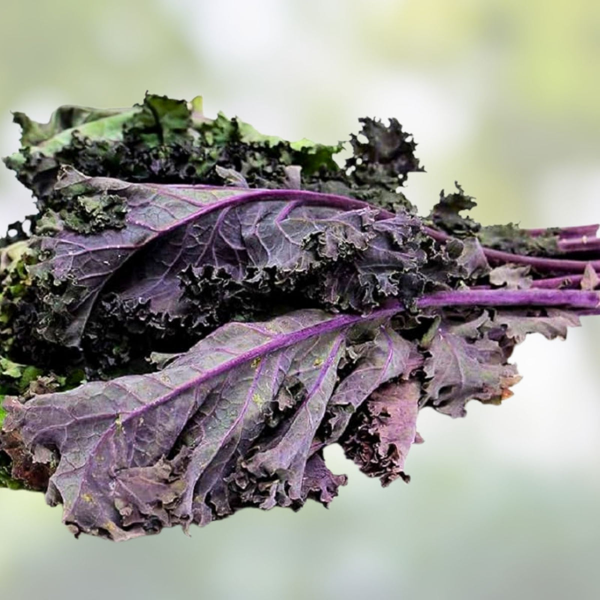 Red Kale Microgreen Seeds 16oz Organic Brassica oleracea var. sabellica for Home Gardening, Sprouting, Microgreens