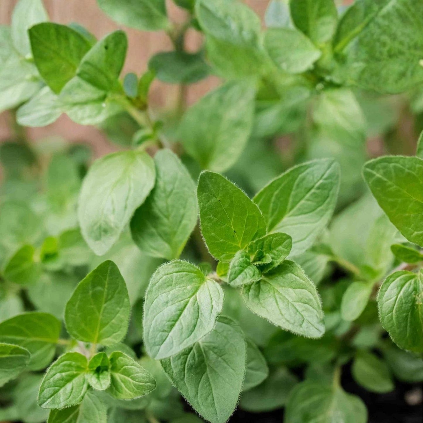 Oregano Seeds 500 Count – Culinary Herb for Home Gardening – Origanum vulgare var. hirtum