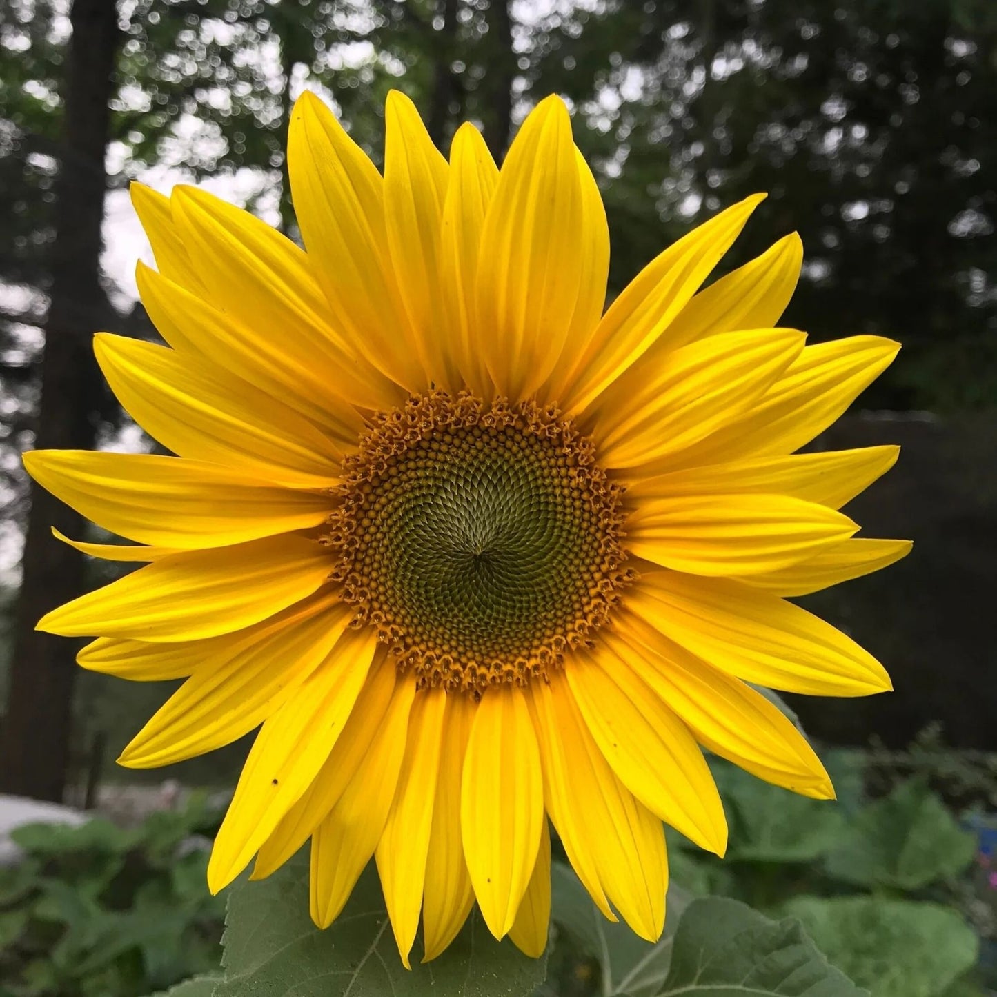 Bulk Sunflower Seeds for Planting 1000+g | Heirloom Non-GMO Helianthus annuus