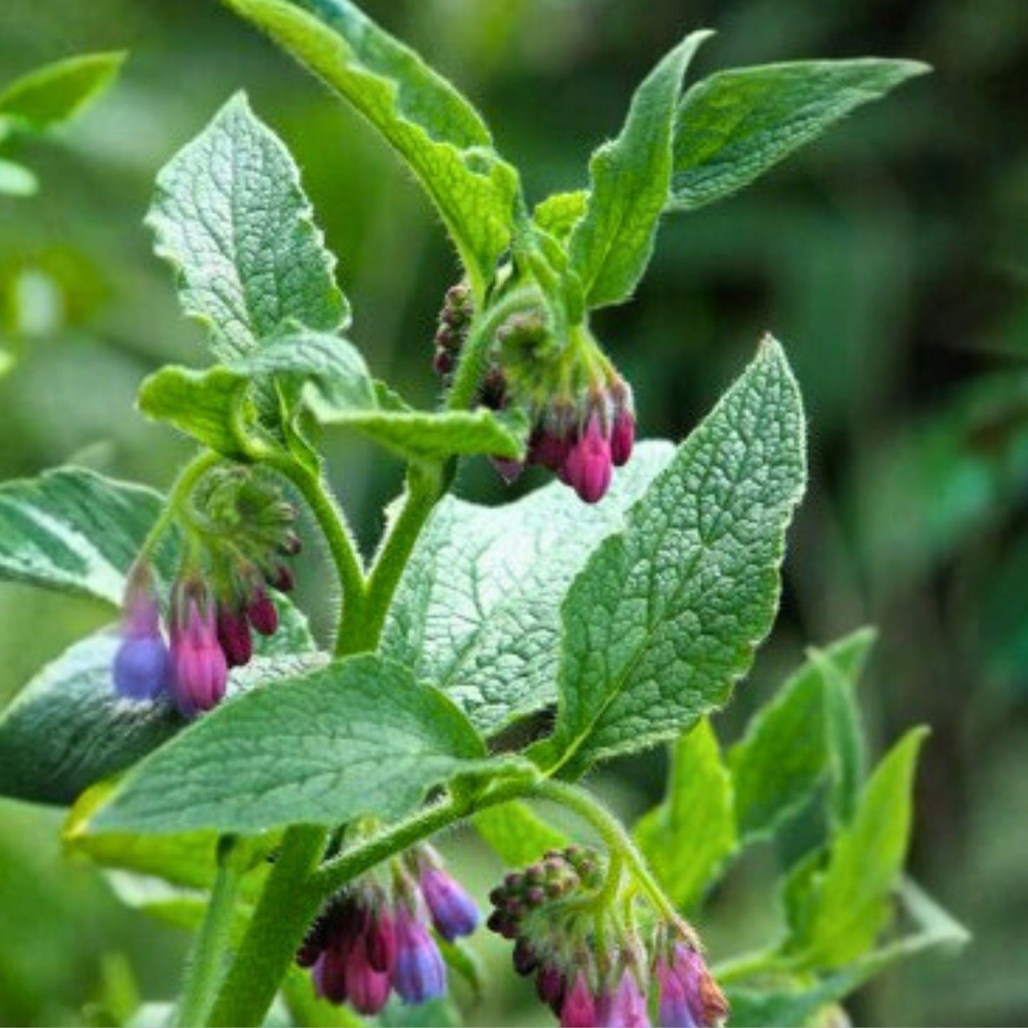 Comfrey Root Cutting Bocking 4 Symphytum x uplandicum Herbal Plant for Gardening and Medicinal Use