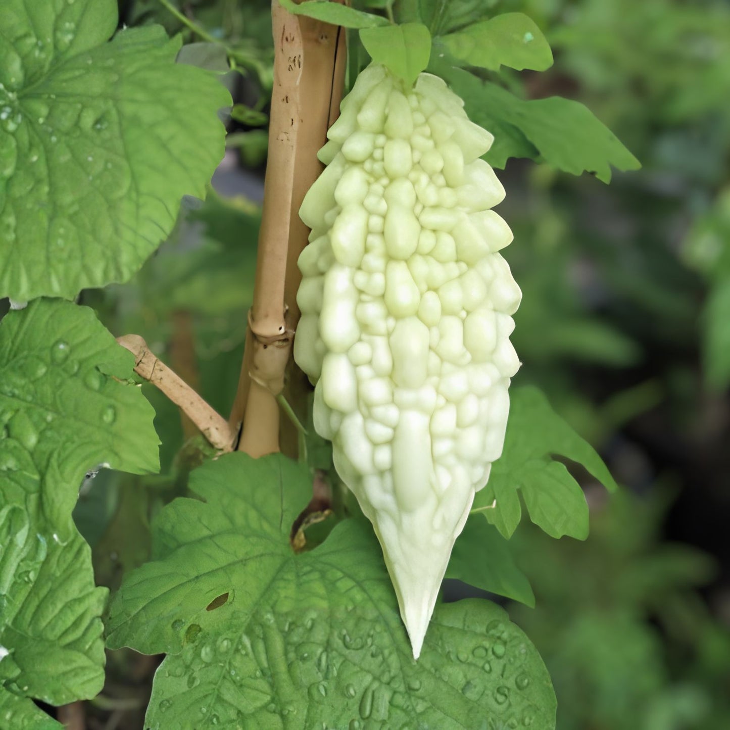Exotic Bitter Gourd Seeds 10 Pack White Bitter Melon Momordica charantia Rare Planting Starter Bare Root Live Plant