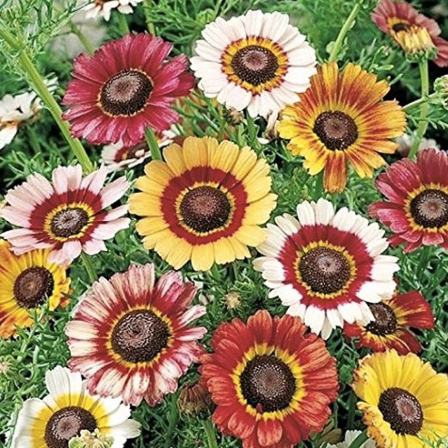 Painted Daisy Flower Seeds 100 Count - Chrysanthemum Tanacetum corymbosum Garden Flower Seeds for Landscaping
