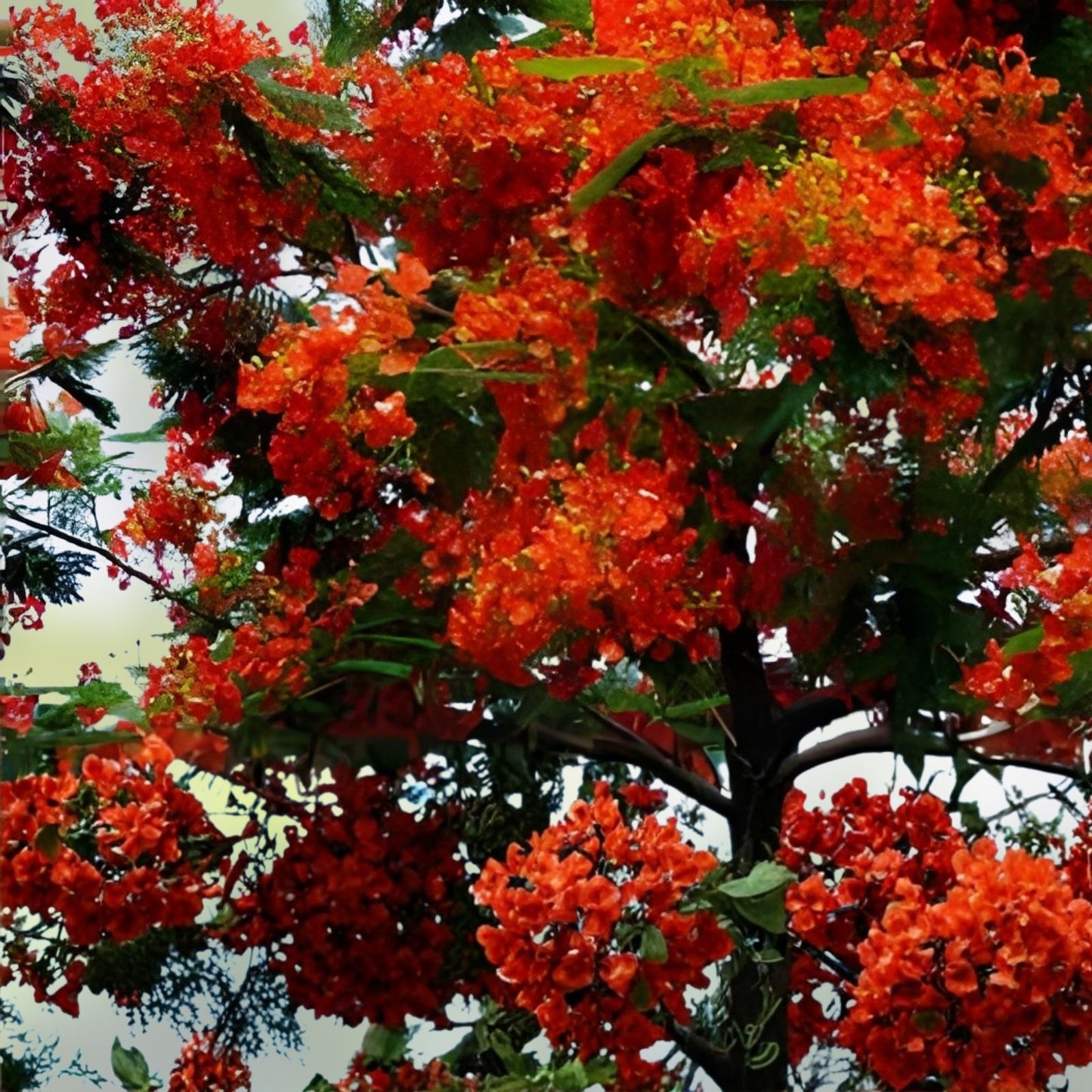 20 Seeds Royal Poinciana Flame Tree - Delonix regia Tropical Ornamental Tree Seeds, Gulmohar, Bright Red Flowers