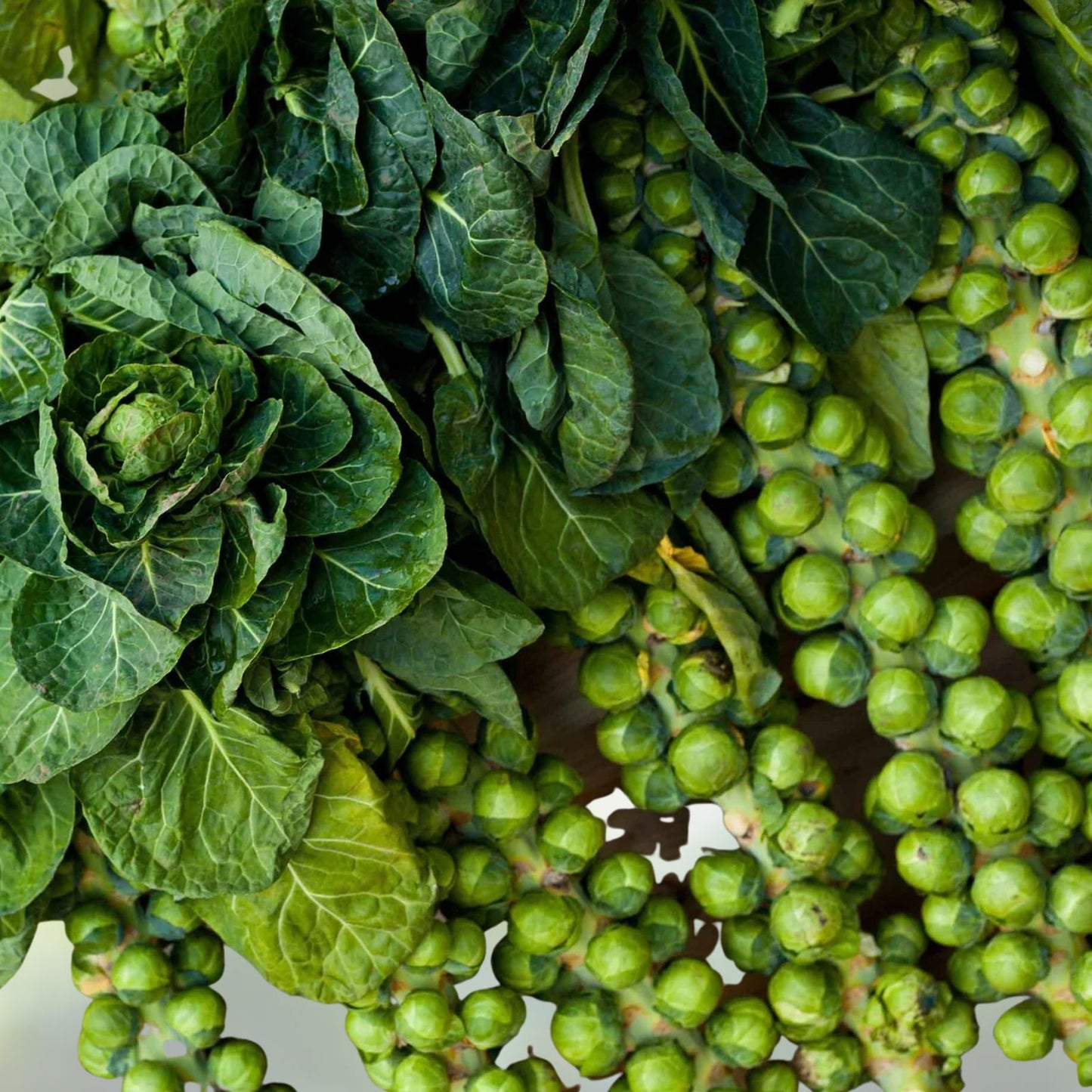 Brussels Sprout Seeds 1000 Count Catskill Green Brassica oleracea for Home Garden Planting
