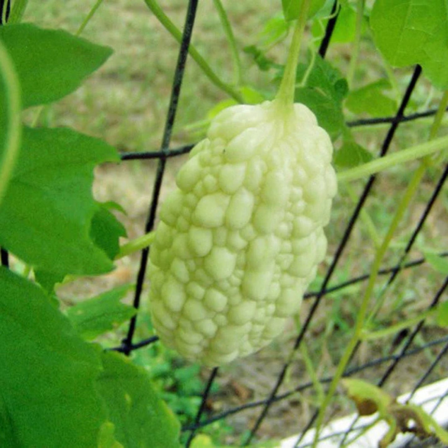 Exotic Bitter Gourd Seeds 10 Pack, White Variety, Bitter Melon, Momordica charantia, for Planting