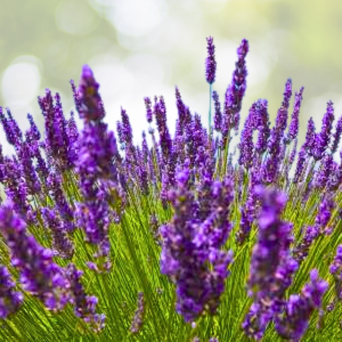 Lavender Seeds 200 Non-GMO Spike Latifolia Dried Purple Perennial Strongest Scent Aromatic Herb Gardening