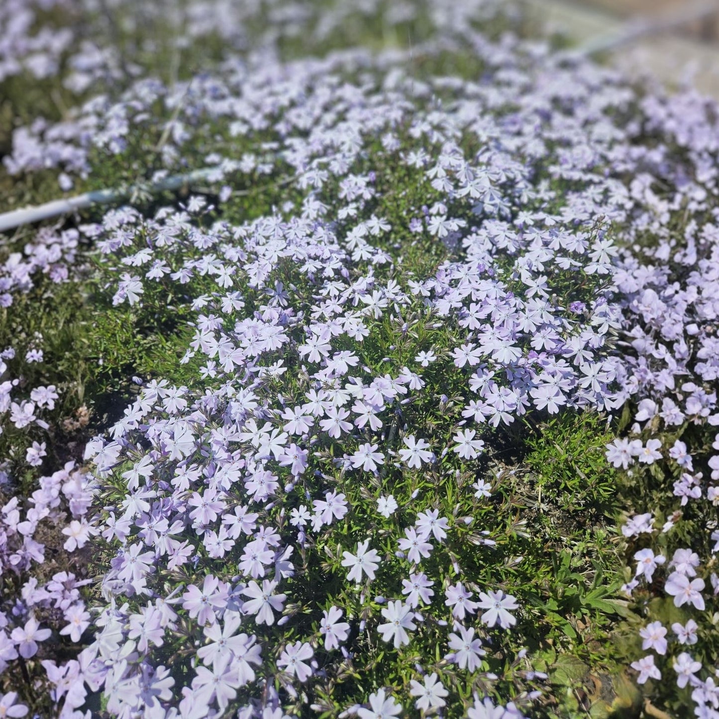 Phlox Seeds 125 Count Blue Woodland Annual Flower Seeds Phlox subulata