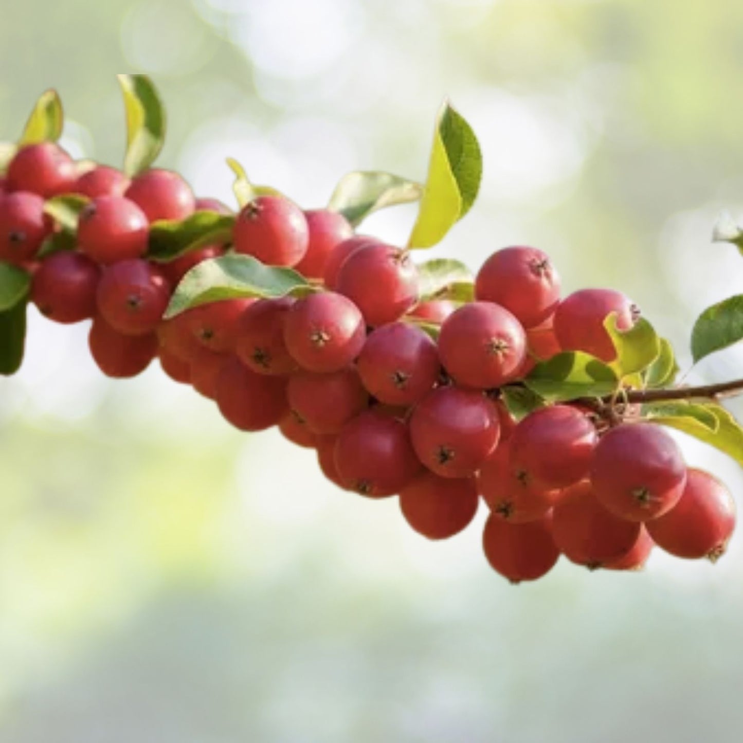 Konza Fragrant Sumac Seeds - 20 Seeds, Aromatic Variety {Rhus aromatica Konza} - Free Shipping