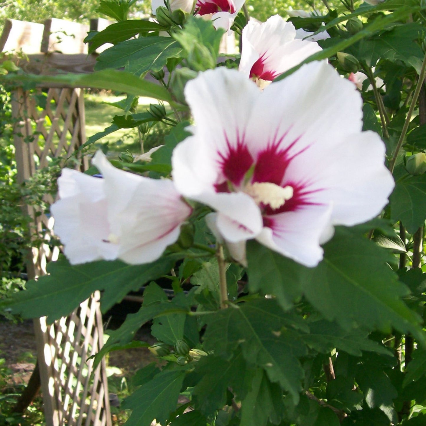 Rose of Sharon Plant Cuttings Set of 10 | White & Purple Hibiscus syriacus Shrubs | Garden Flower Propagation