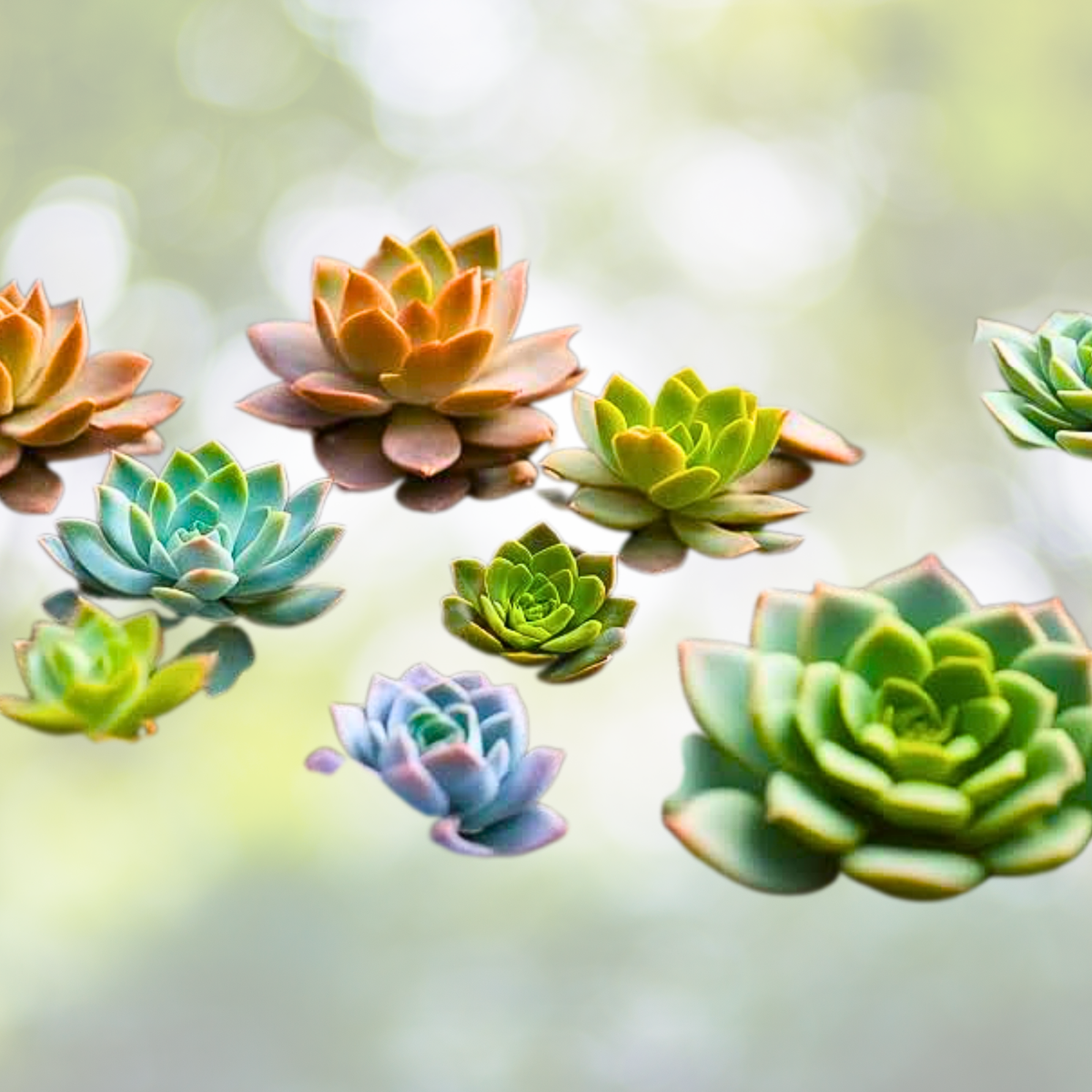 200pcs Rare Mixed Succulent Seeds - Colorful Collection of Succulents - Perfect for Gardening - Various Species