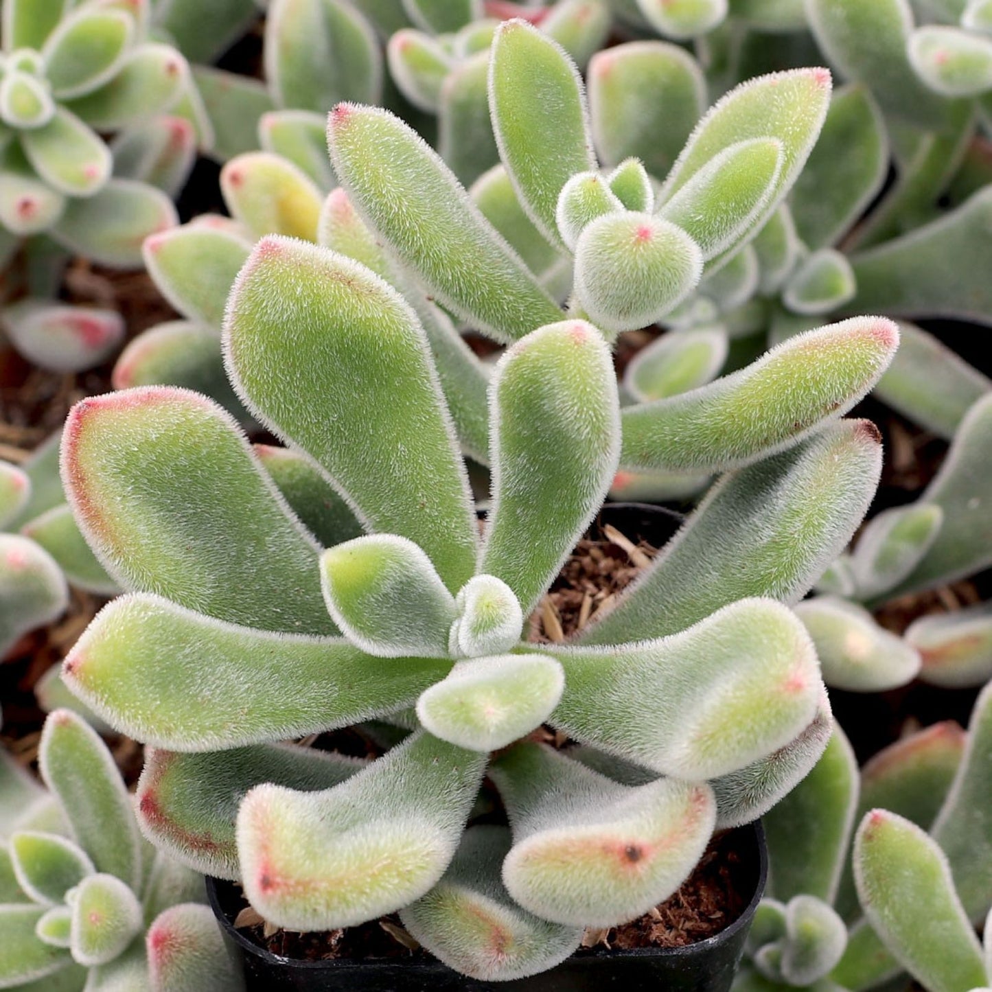 Echeveria Pulvinata Cuttings – 3 Live Fuzzy Red Succulents – Echeveria Propagation Plant Collection