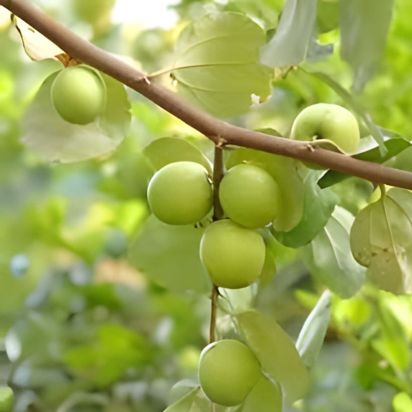 Taiwan Green Jujube Tree Cutting 10" Graft Juicy Sweet Ziziphus jujuba, Edible Fruit Plant, Fruit Tree, Garden Tree
