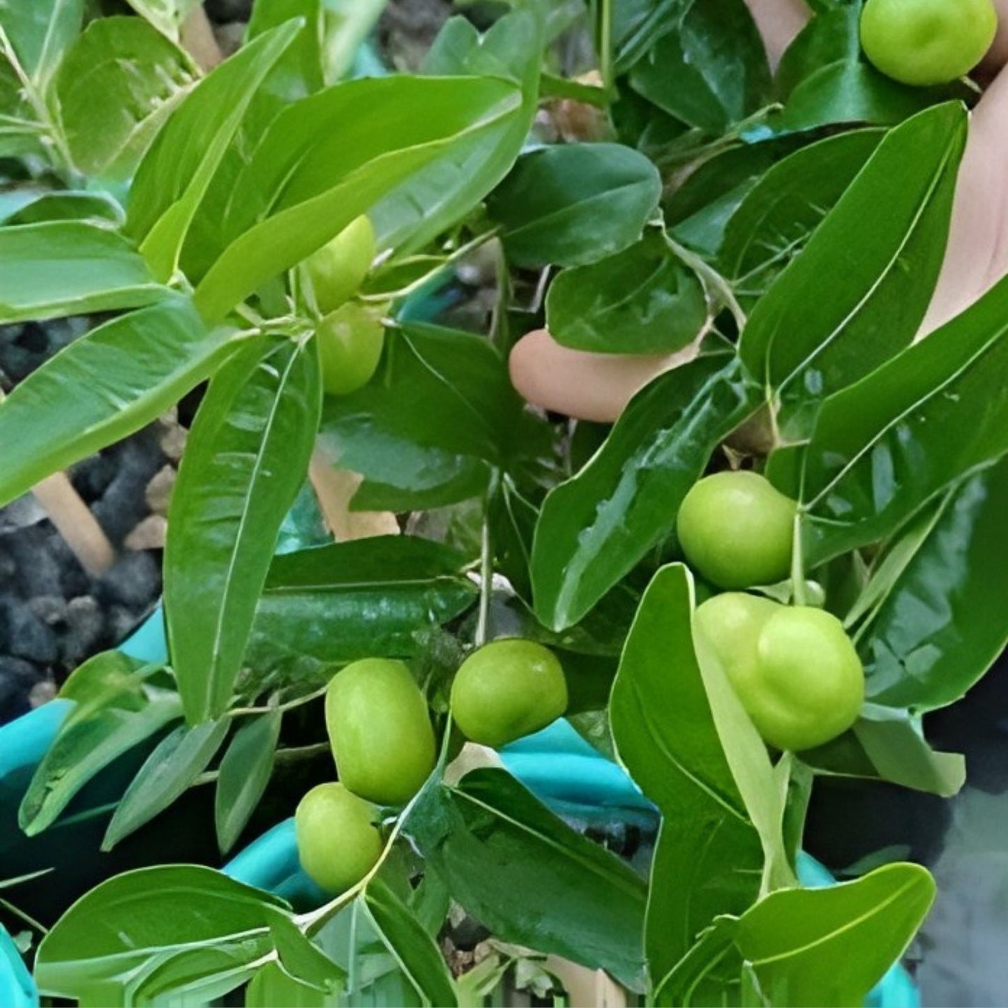 Taiwan Green Jujube Tree Graft Cutting 10" | Juicy Sweet Ziziphus jujuba 'Taiwan Honey Date'