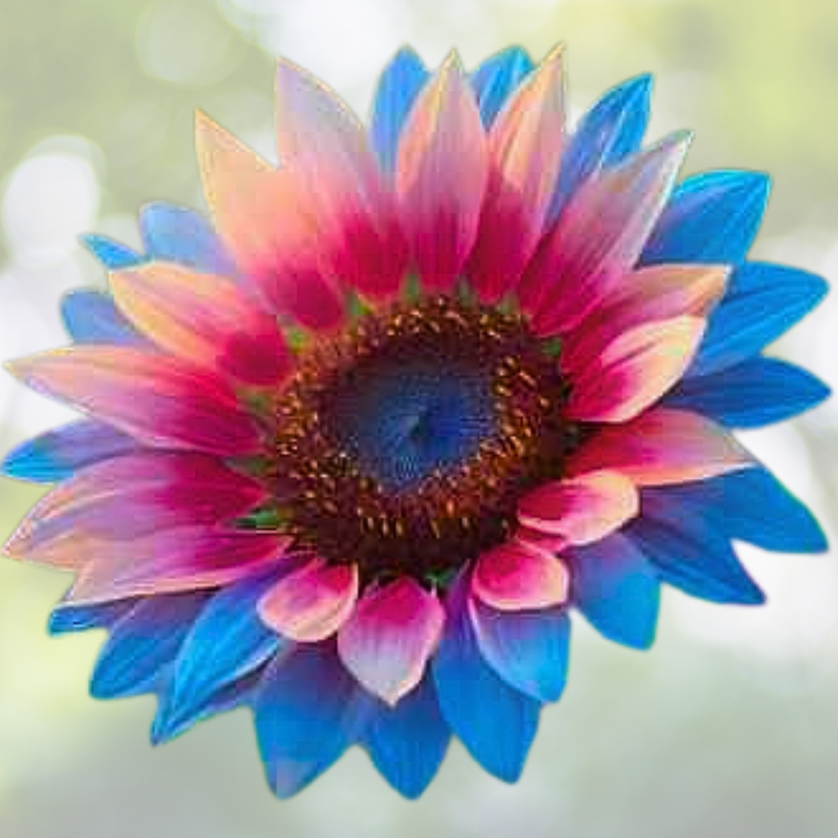 50pcs Rare Twin-Blossom Sunflower Seeds - Blue Over Pink - Unique Heirloom Variety - Helianthus annuus