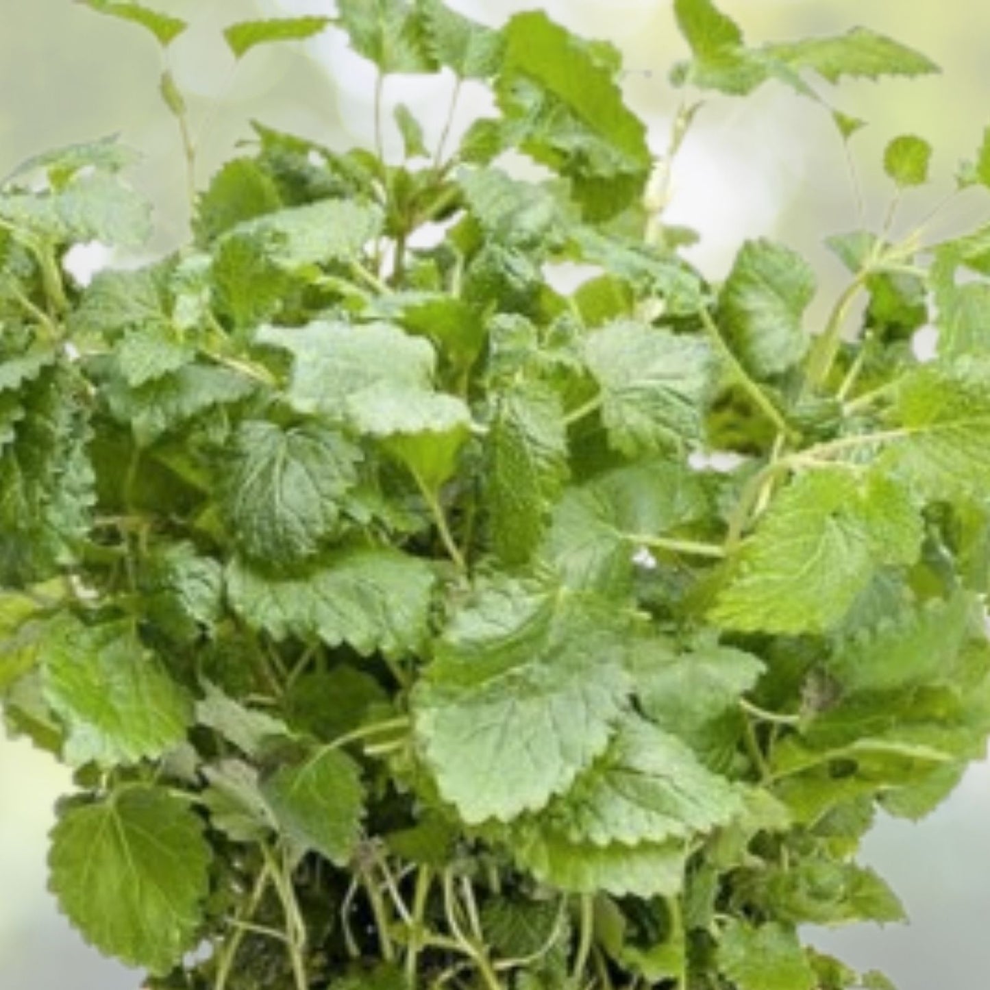 Lemon Balm Seeds - 200+ Heirloom Seeds - Melissa Officinalis - Common Balm Mint - Sweet Balm - USA Grown