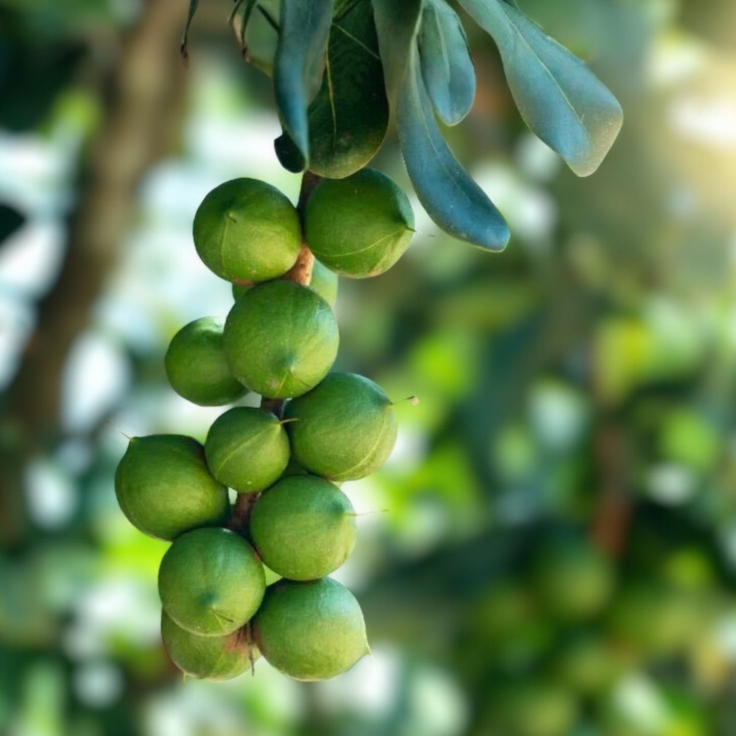 Macadamia Nut Tree Seeds 5 Pack – Macadamia integrifolia – Grown in Iowa, USA – Edible Nut Tree Seeds for Planting