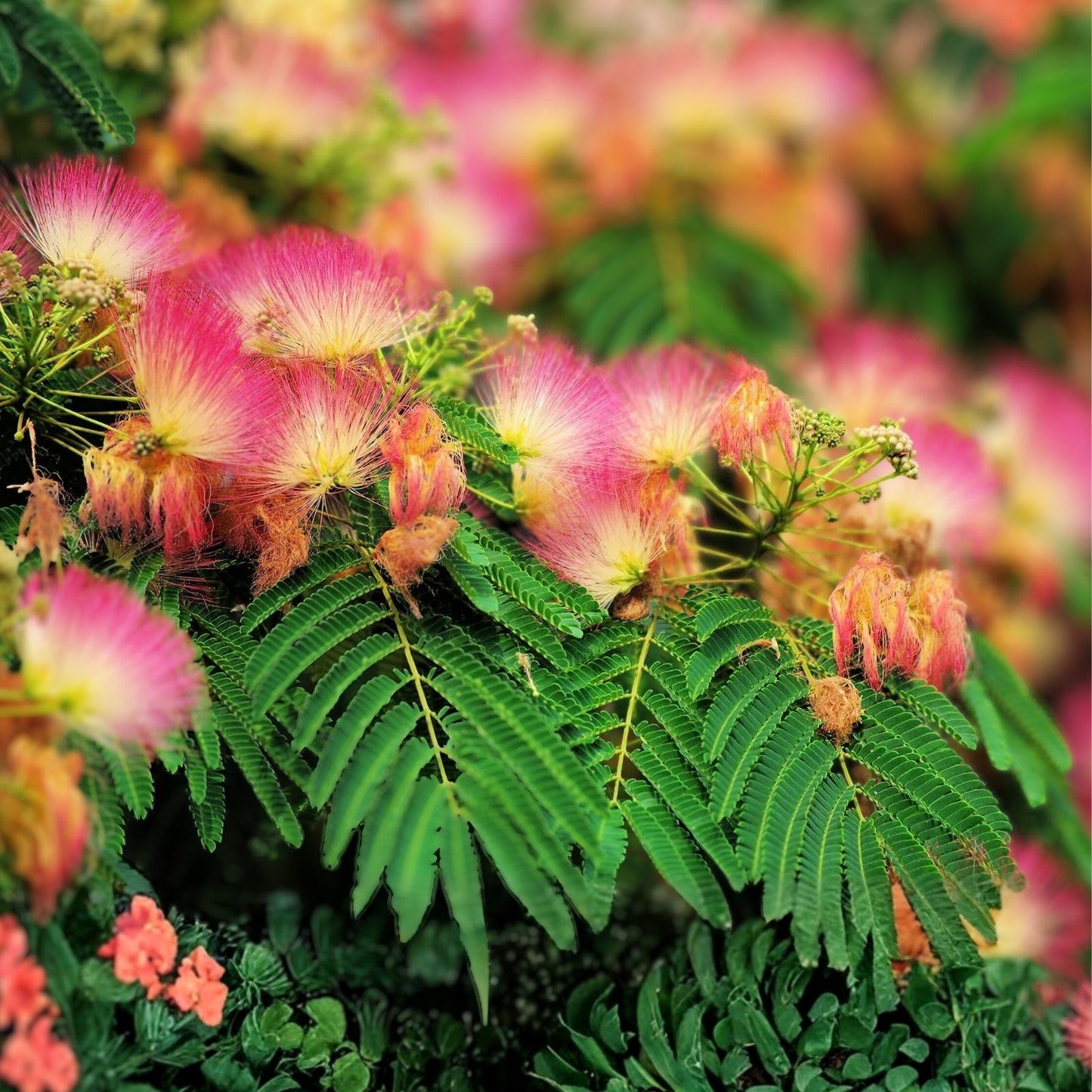 Mimosa Silk Tree Seeds 50 Count, Fast Growing, Hardy, Showy Flowers, Fragrant, Albizia julibrissin