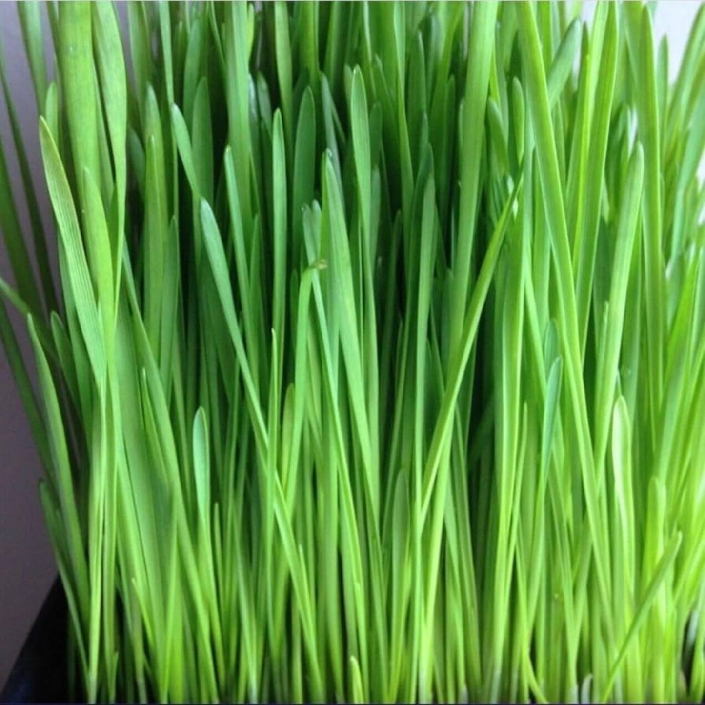Cat Grass Seeds 1,000 Pack – Nutritious Cat Treat – Dactylis glomerata Grass Seeds for Cats